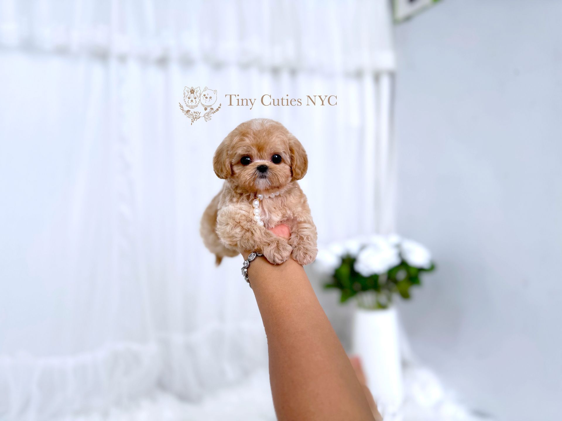 Lulu is a teacup Maltipoo puppy girl for sale by Tiny Cuties NYC. She's tiny and can fit in your palm.
