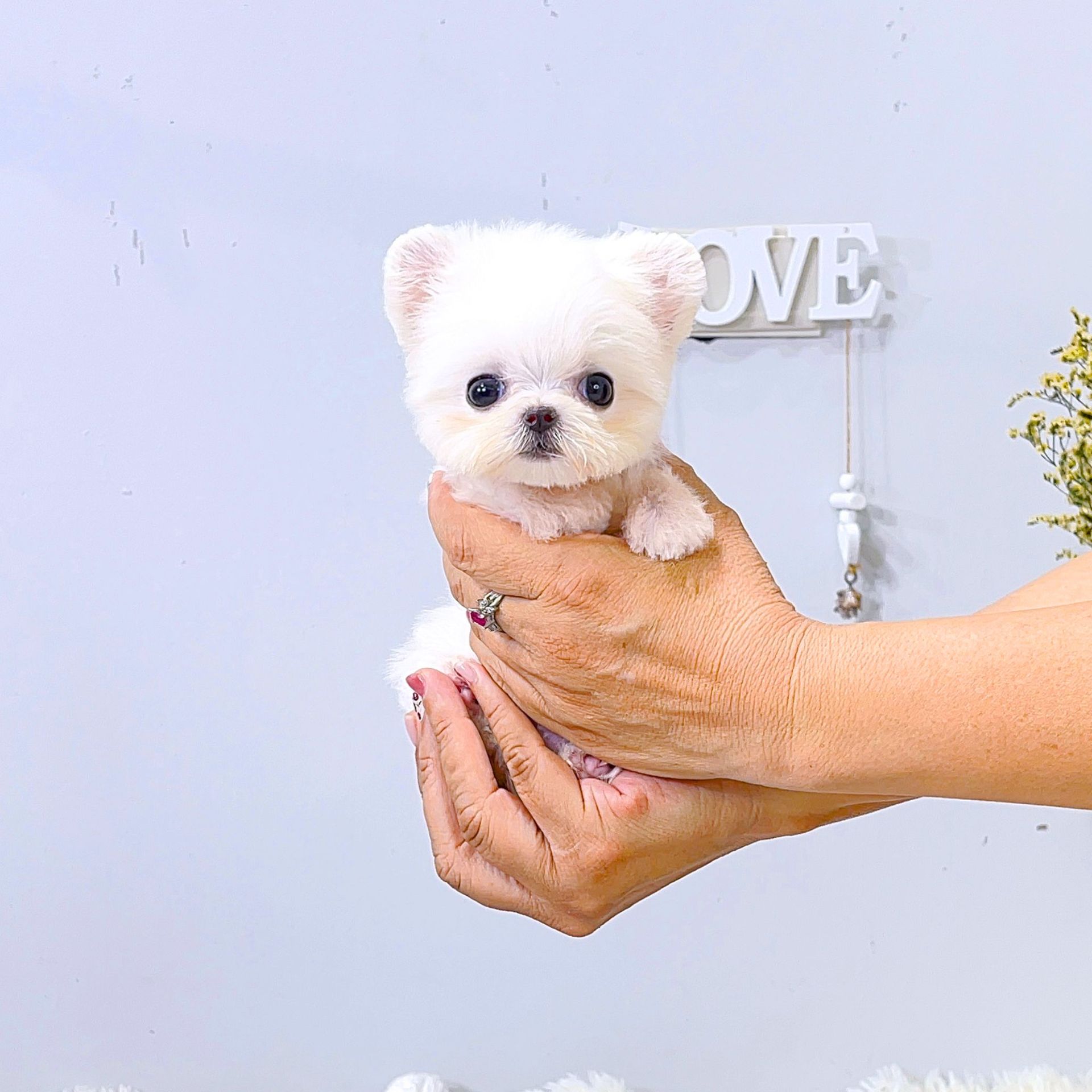 Cutest teacup and micro teacup Yorkie puppies for sale.The tiniest dogs in the world! Fits in your hand. Teacup puppies and teacup dogs for sale by Tiny Cuties NYC