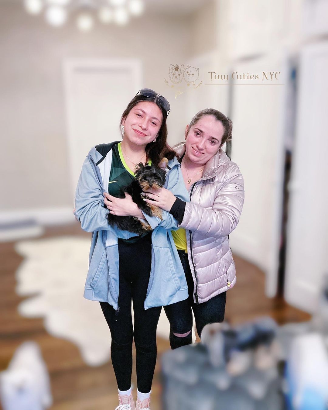 Micro Teacup Yorkie — Astronia Queens, NY — Tiny Cuties NYC