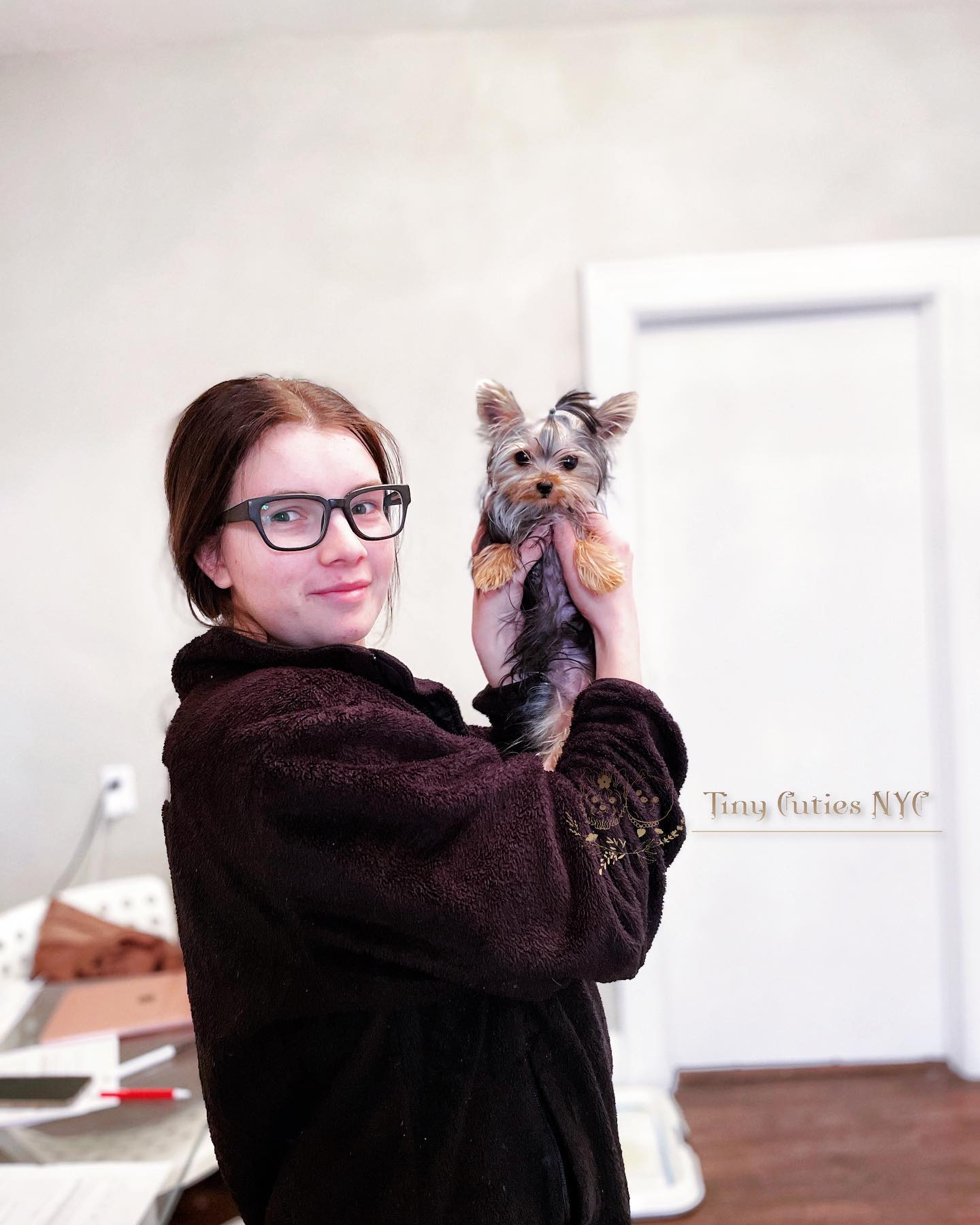 Micro Teacup Yorkie — Astronia Queens, NY — Tiny Cuties NYC