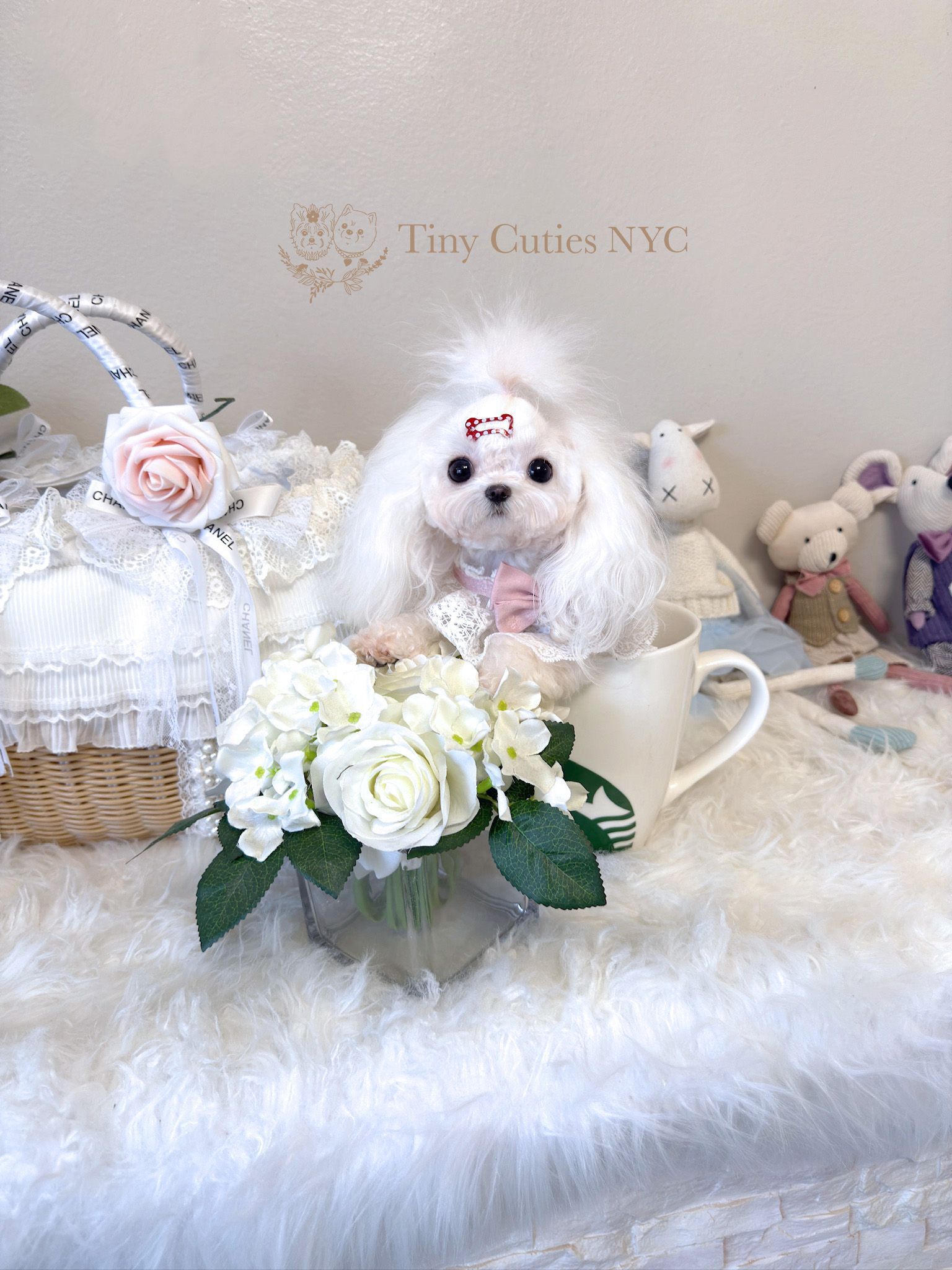 Miffy is an extremely cute micro-teacup white poodle with big eyes, baby doll face, fluffy white coat and compact short body. She is fully grown at 2 lbs. Her smart, friendly, cuddly personality will definitely melt your heart! Miffy is an extremely rare micro teacup white poodle for sale by Tiny Cuties NYC with worldwide delivery.