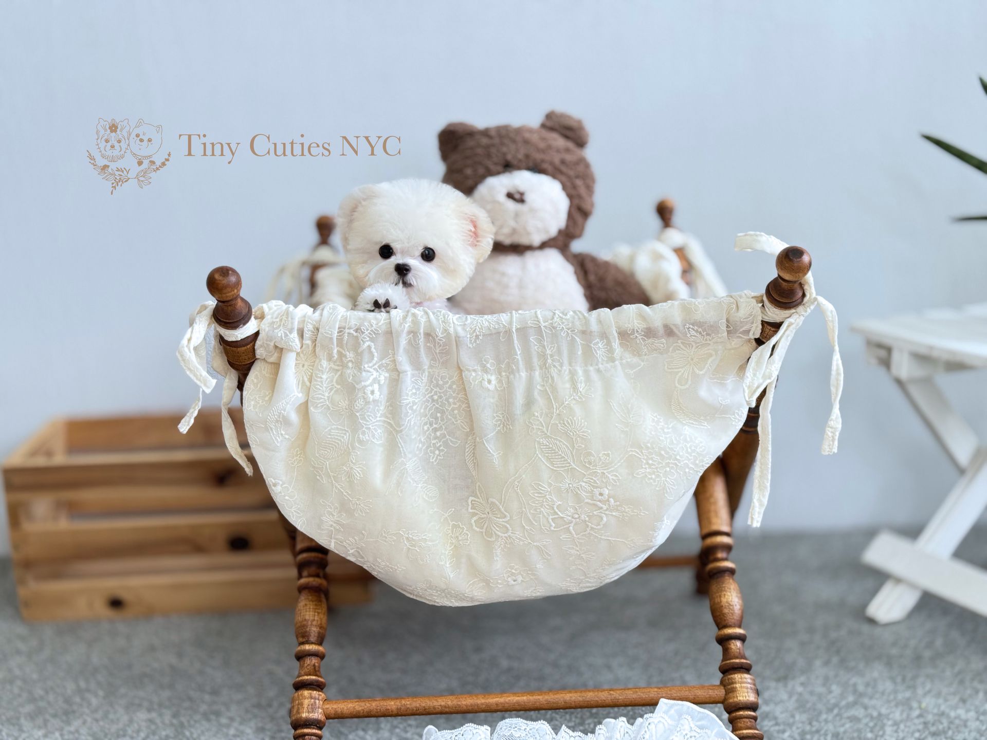 Miyuki is a micro teacup white Poodle for sale by Tiny Cuties NYC