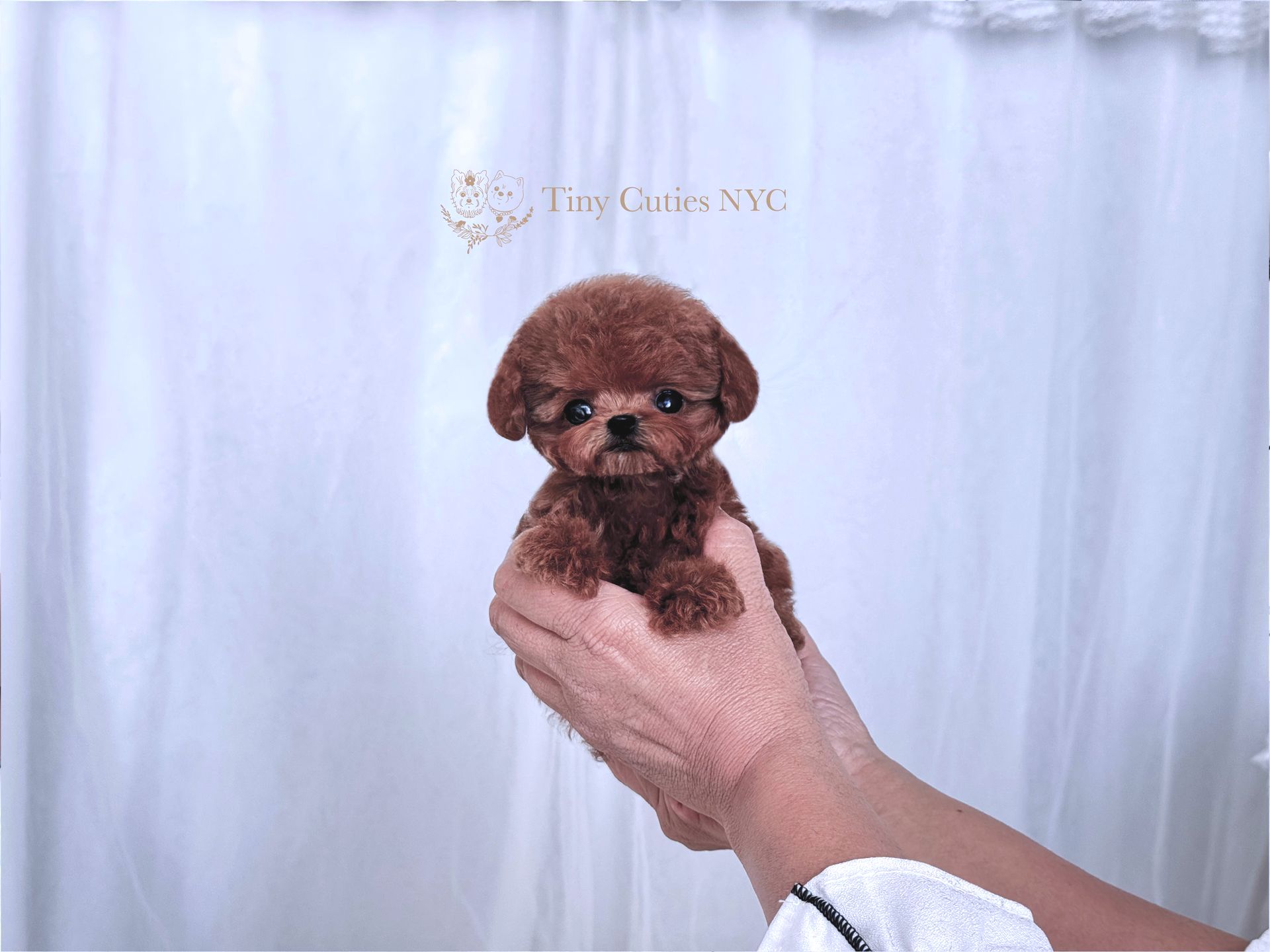 Ollie is an extremely cute Micro Teacup red Poodle female. She has big eyes and curly fluffy velvet red coat and compact short body. She is only 3 lbs. Fully grown. Ollie is a premium puppy from Tiny Cuties NYC with worldwide delivery.