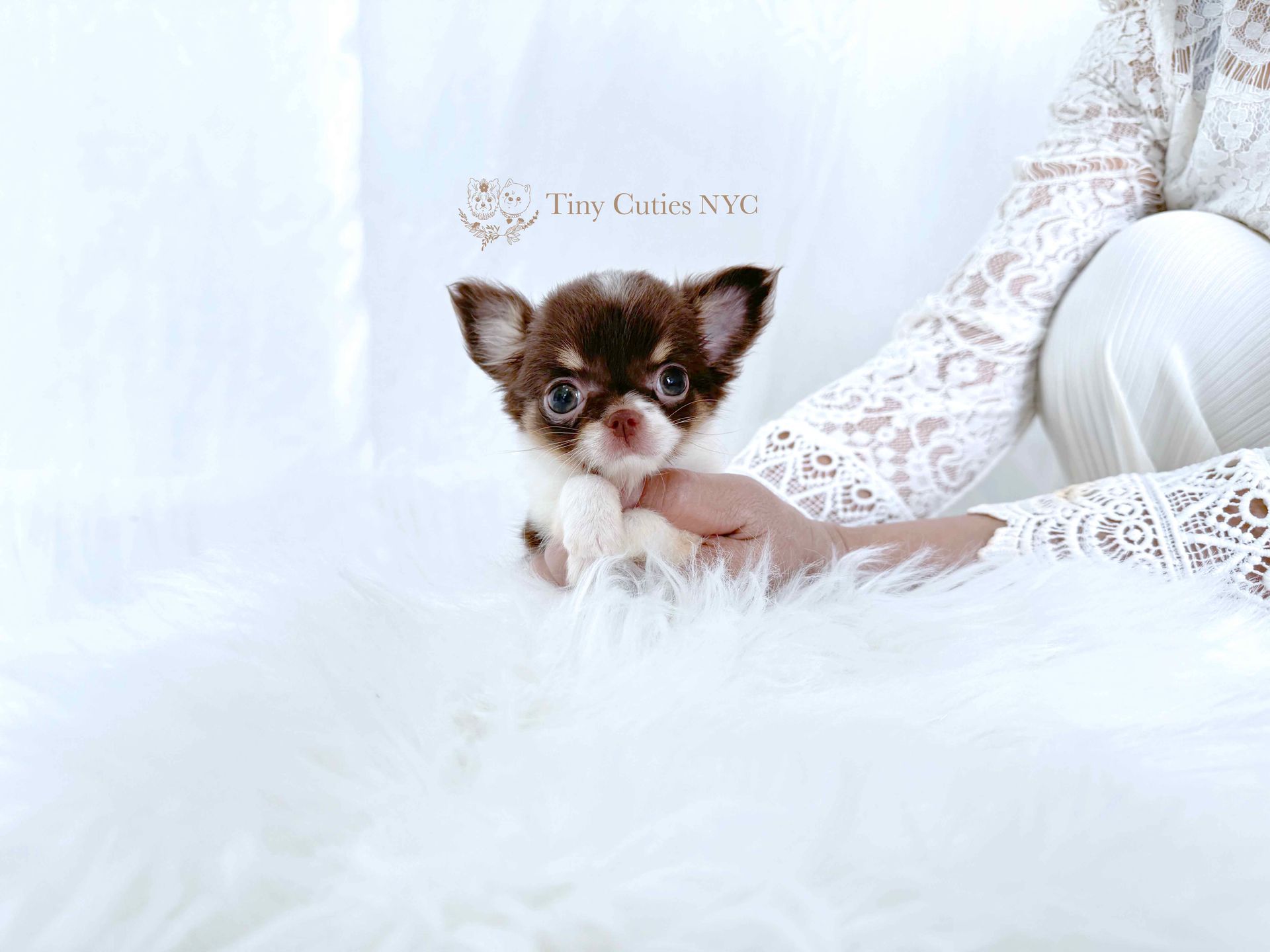 Teacup Chihuahua Breeders Chihuahua Puppies Kijiji Micro Teacup