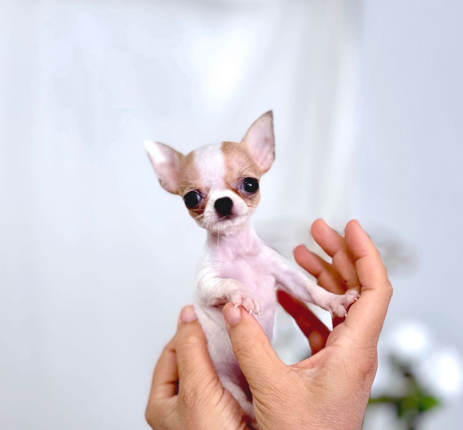 Micro Teacup Chihuahua. Teacup puppies and teacup dogs for sale by Tiny Cuties NYC