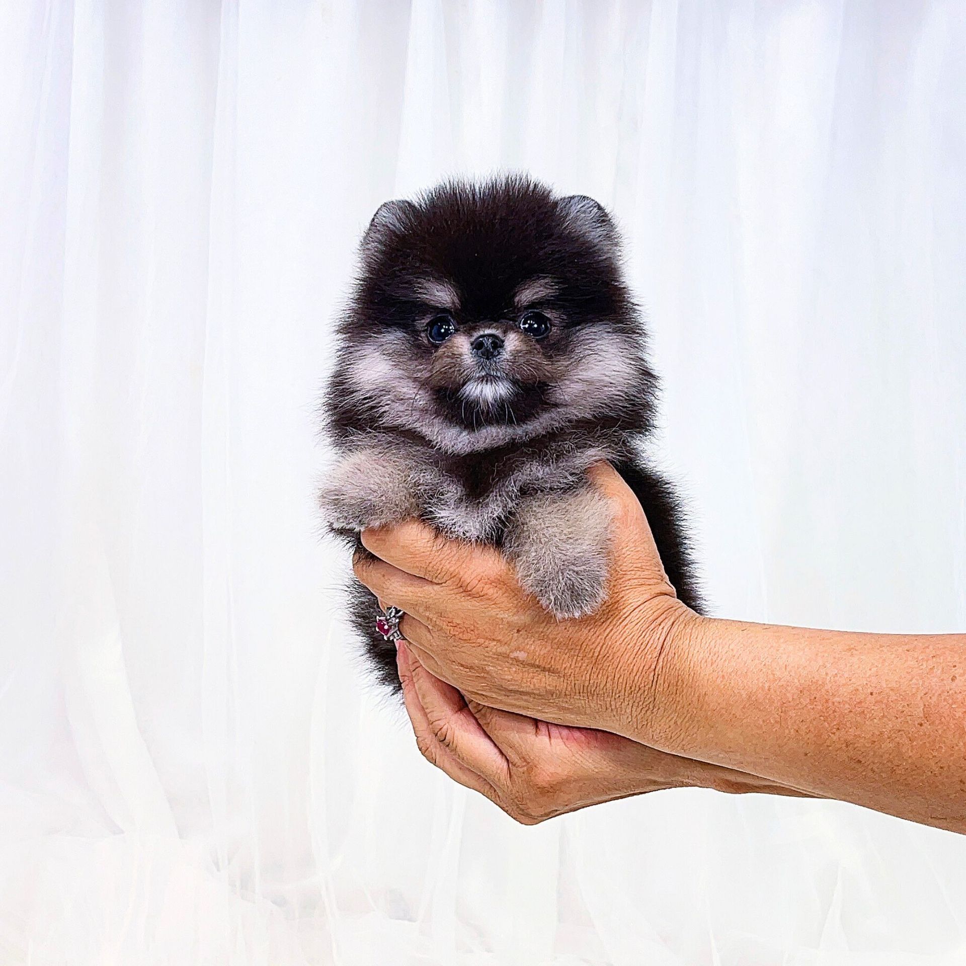 Teacup puppies and teacup dogs for sale by Tiny Cuties NYC
