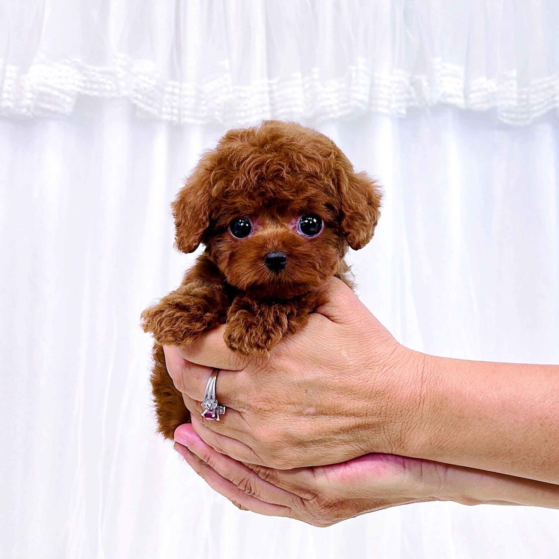 Micro Teacup Chihuahua. Teacup puppies and teacup dogs for sale by Tiny Cuties NYC