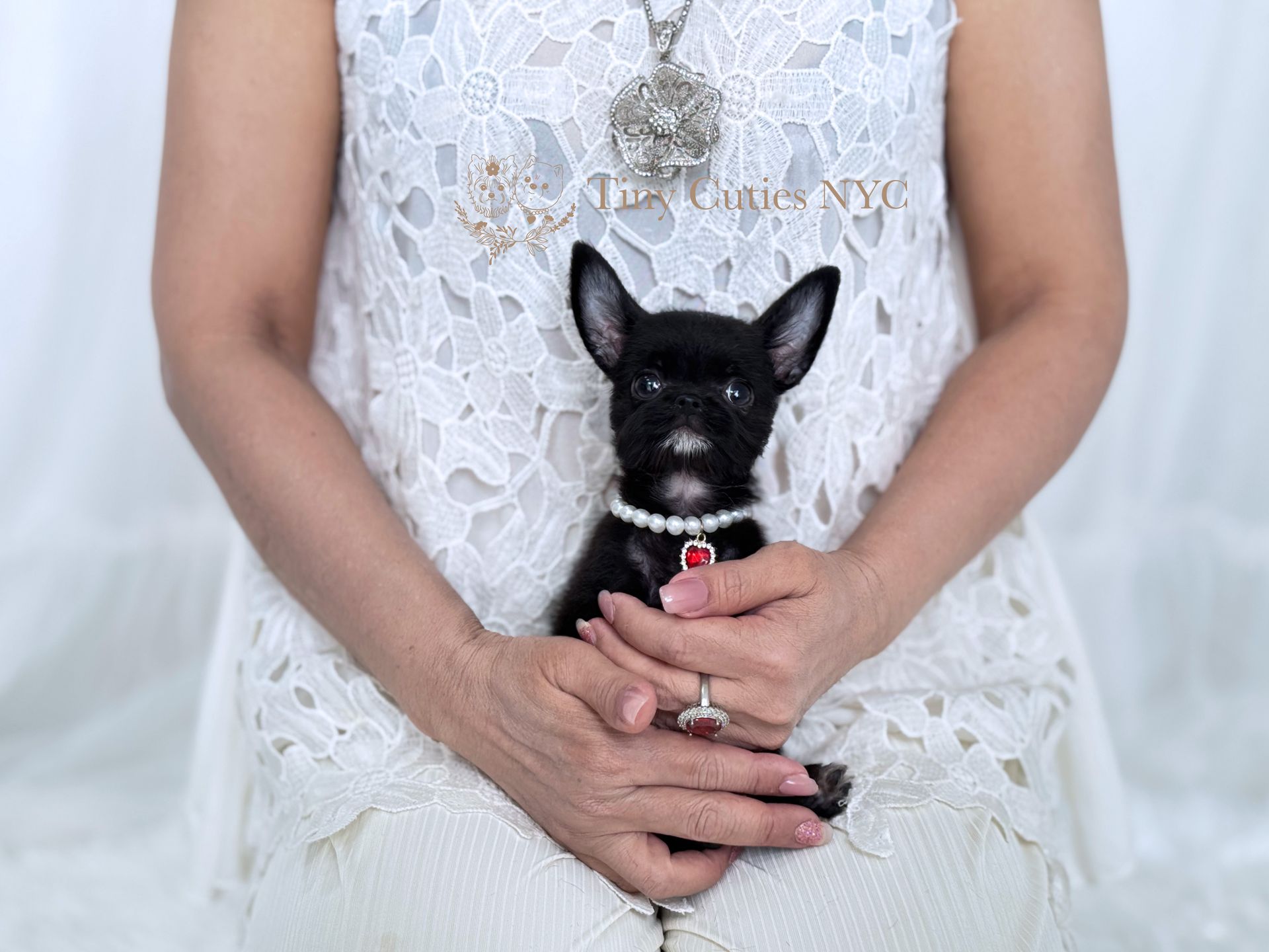 Sabrina is a black teacup Chipoo puppy girl for sale by Tiny Cuties NYC with worldwide pet delivery.