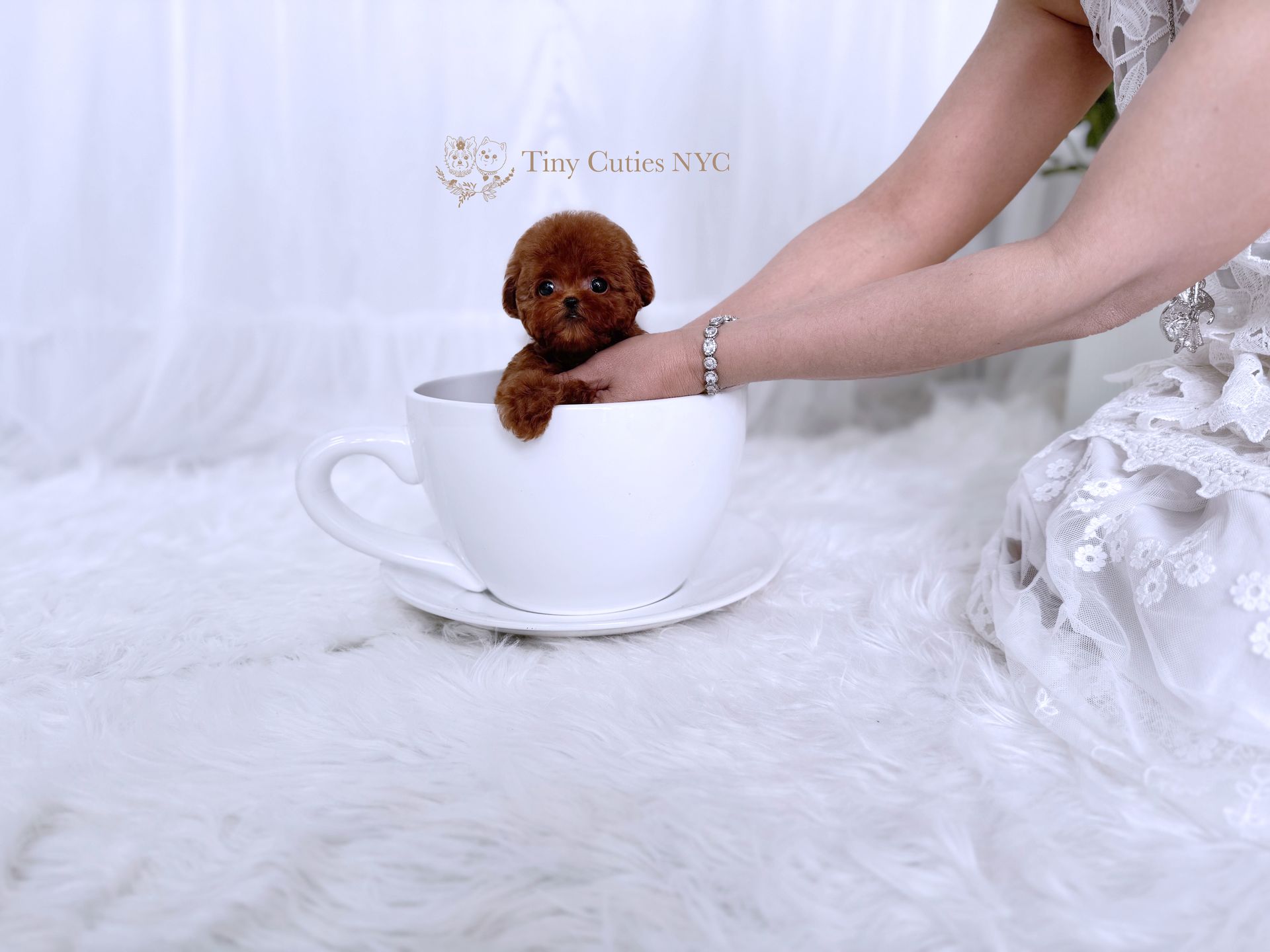 Say hello to Sansa, the precious teacup red Poodle girl with a heart as warm as her beautiful coat. Expected to be just 3 to 4 lbs. est. In adult size, she’s the perfect little lady to steal your heart and stay close forever. Sansa is a teacup puppy for sale by Tiny Cuties NYC with worldwide delivery.