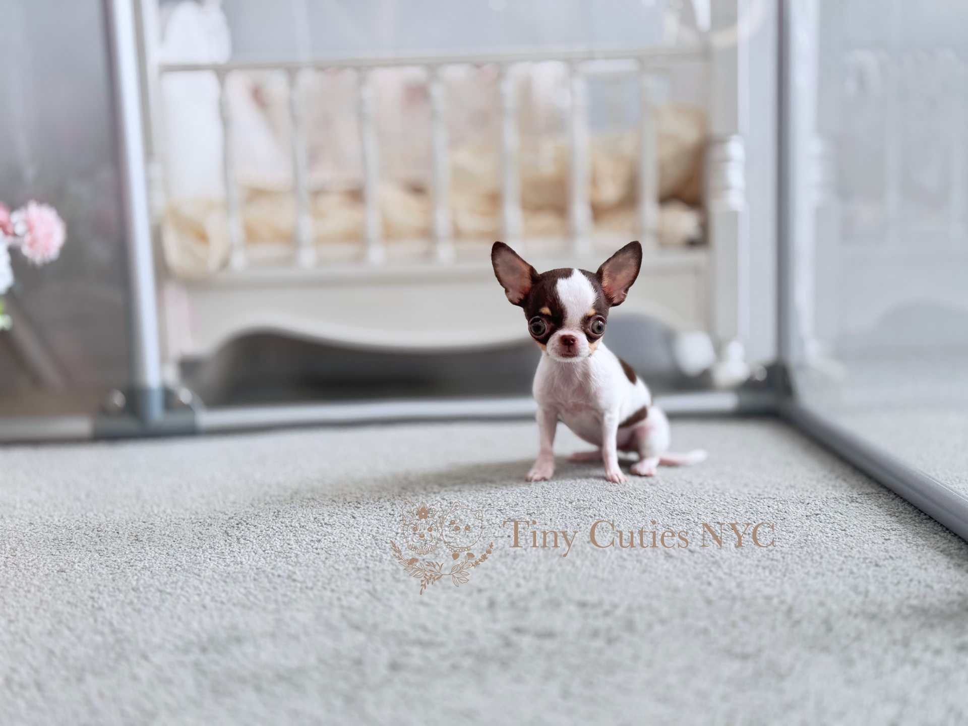 Sienna is a teacup short-haired parti Chihuahua girl for sale by Tiny Cuties NYC with worldwide delivery.