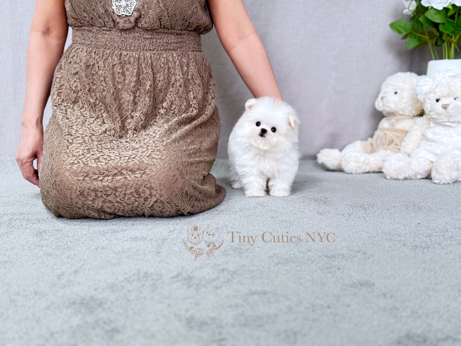 Snowie is a teacup Maltipom puppy girl for sale by Tiny Cuties NYC with worldwide delivery.