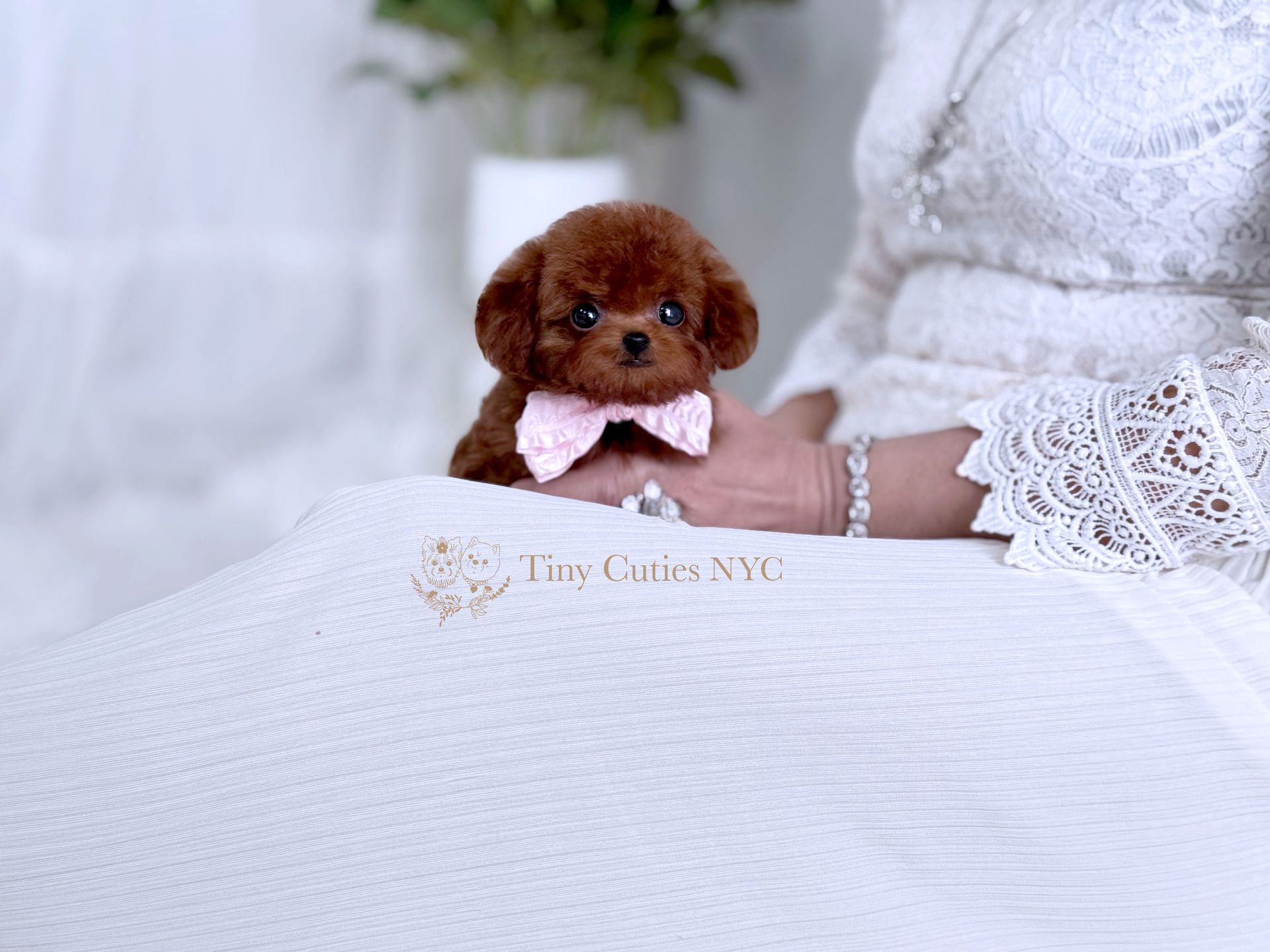 Meet Sonya, our tiny teacup Poodle girl with a heart full of love and the sweetest little soul. Estimated to be just 3–4 lbs. in adult size, she may be small in size, but her personality is larger than life. Sonya is gentle, playful, and full of joy—always ready to brighten your day. Sonya is a teacup puppy for sale by Tiny Cuties NYC with worldwide delivery.