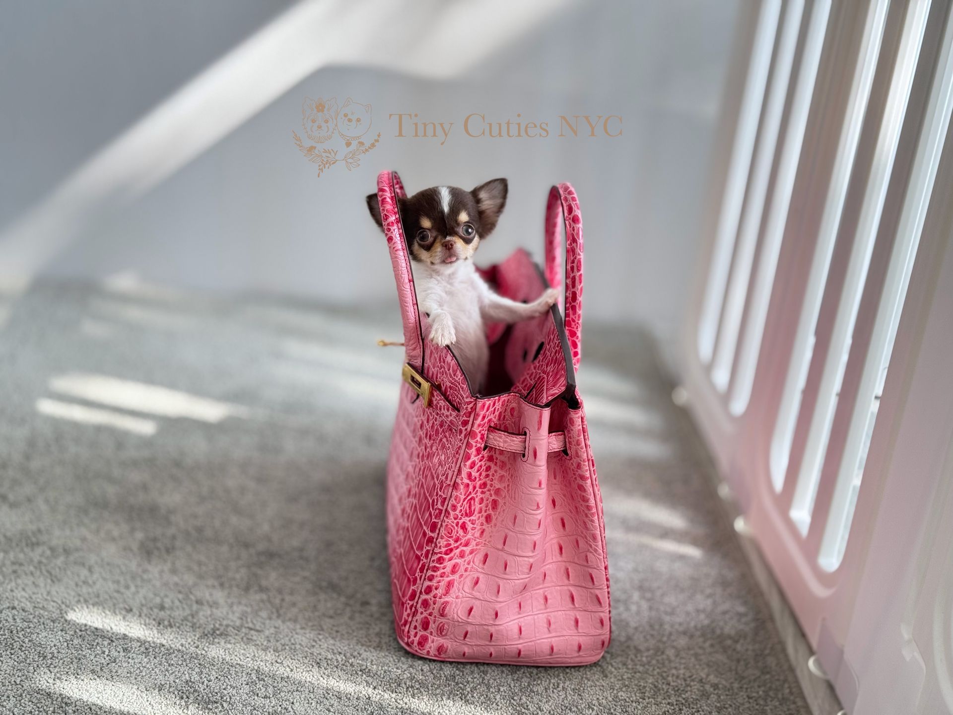 Suri  is a teacup long-haired parti Chihuahua girl for sale by Tiny Cuties NYC with worldwide delivery.