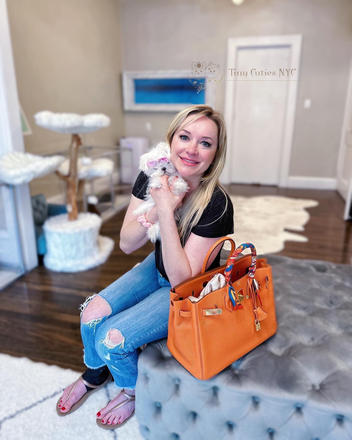 Micro Teacup Maltese— Astronia Queens, NY — Tiny Cuties NYC