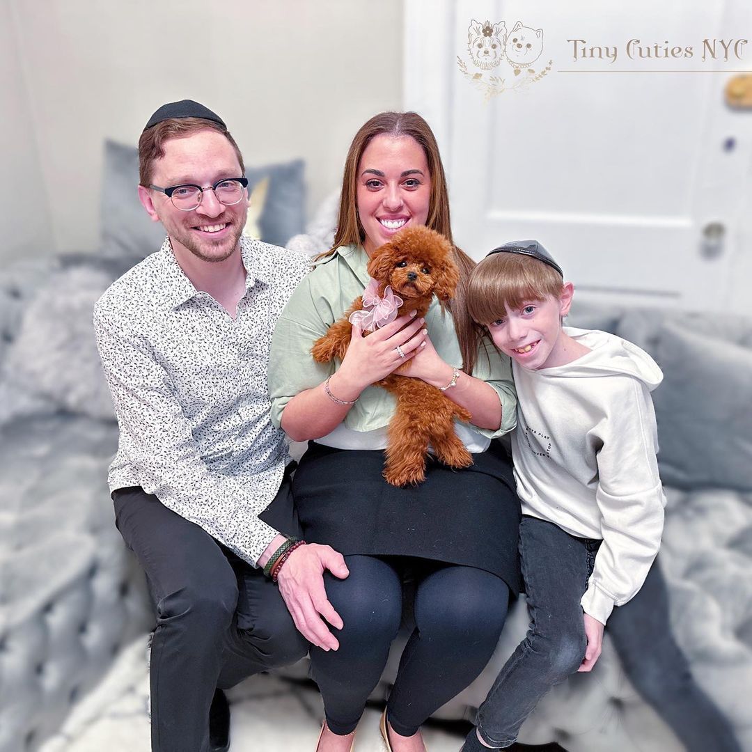 Micro Teacup Poodle — Astronia Queens, NY — Tiny Cuties NYC