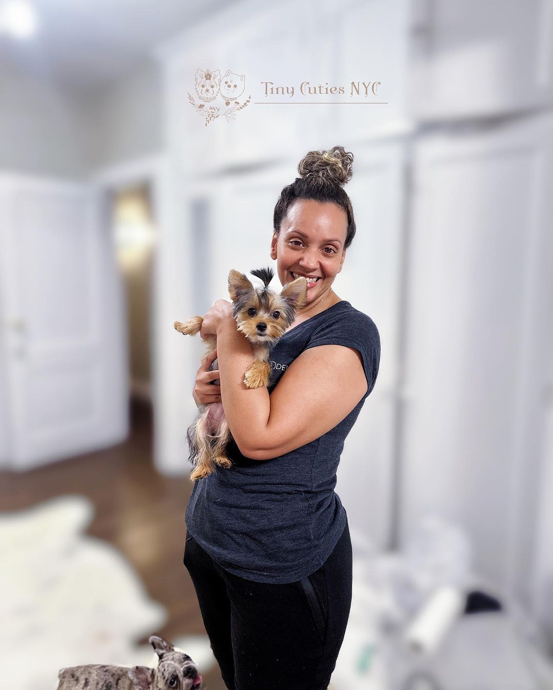 Micro Teacup Yorkie — Astronia Queens, NY — Tiny Cuties NYC