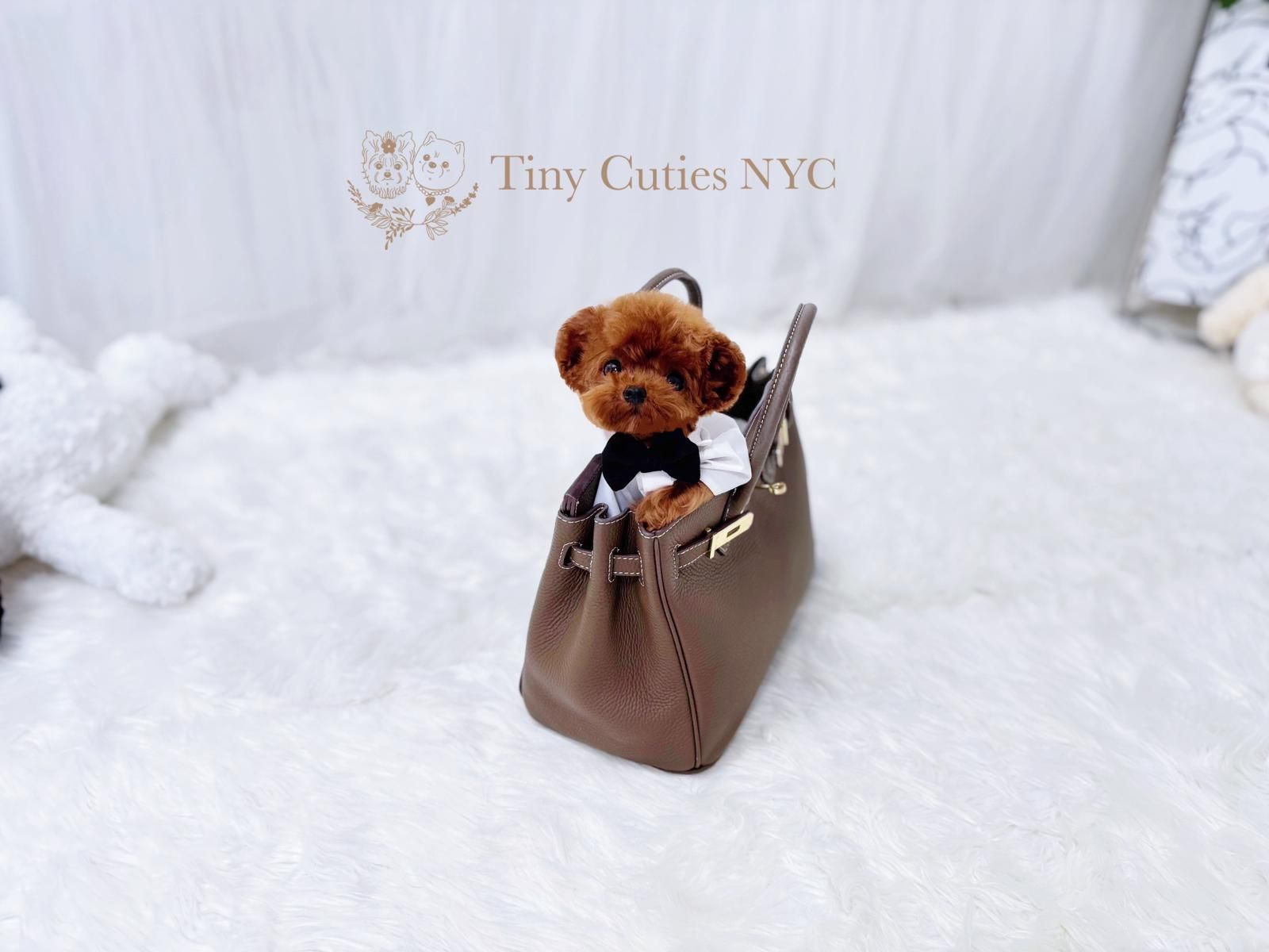 Teddy is a micro teacup red Poodle for sale by Tiny Cuties NYC