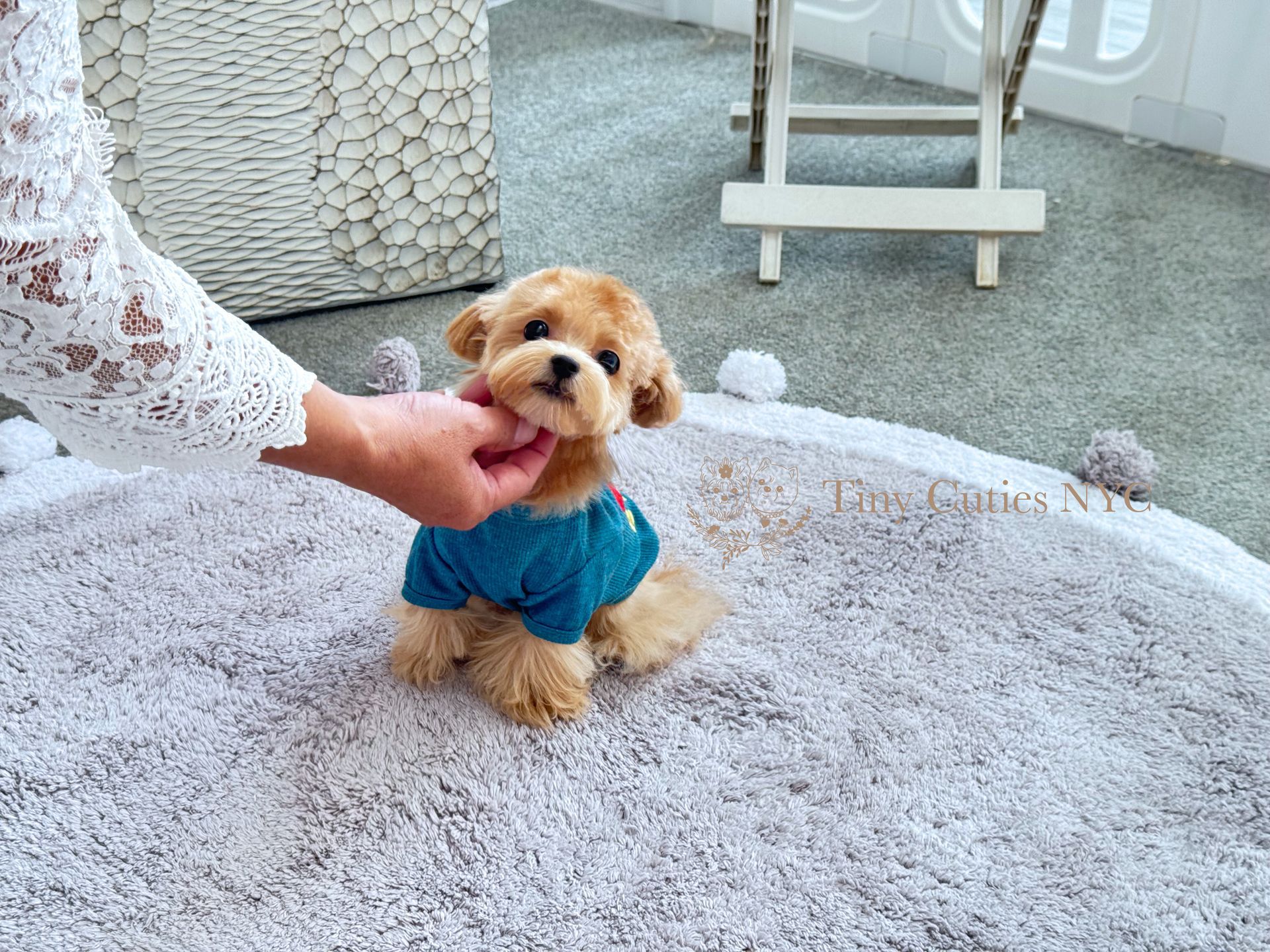 Timmy is a cream teacup Maltipoo puppy boy for sale by Tiny Cuties NYC with worldwide delivery.