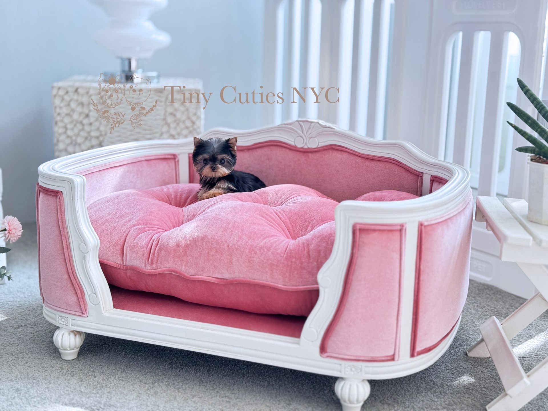 Tiny is a micro teacup Yorkie girl for sale by Tiny Cuties NYC with worldwide delivery.