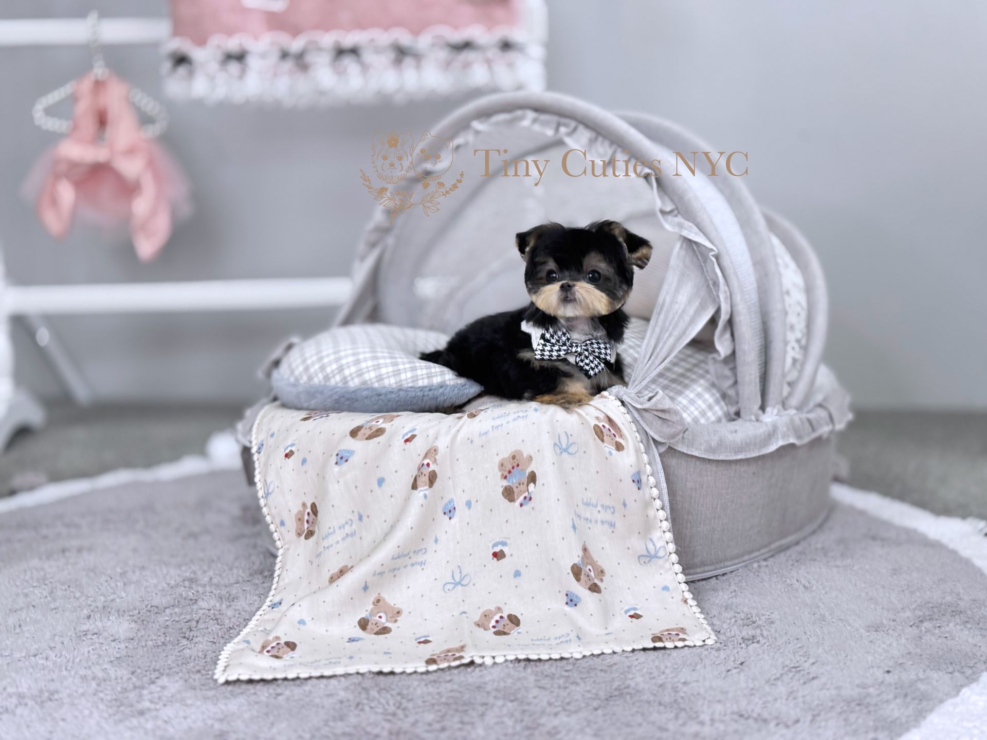 Toffee is a teacup Morkie puppy boy for sale by Tiny Cuties NYC with worldwide delivery.