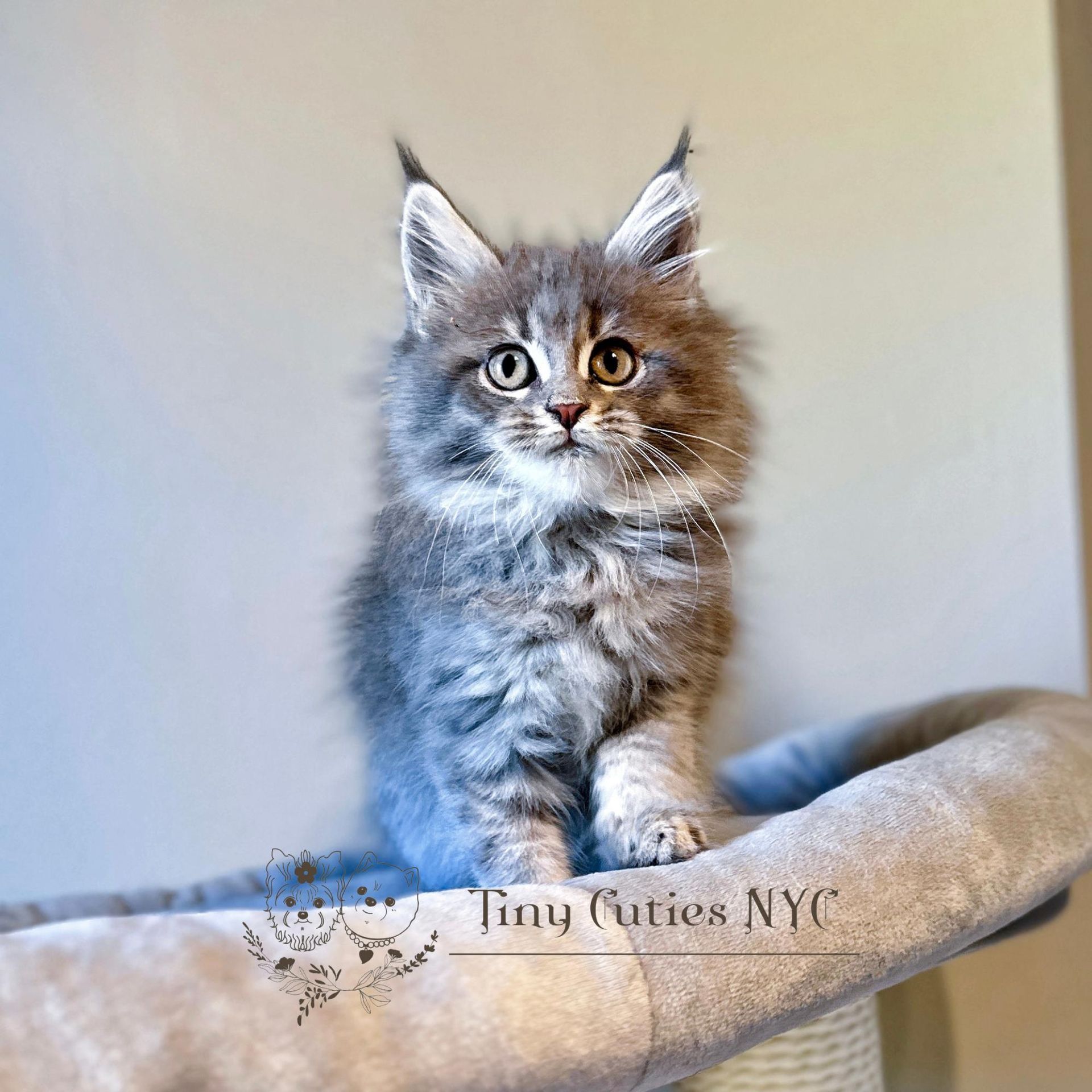Maine Coon — Astoria Queens, NY — Tiny Cuties NYC