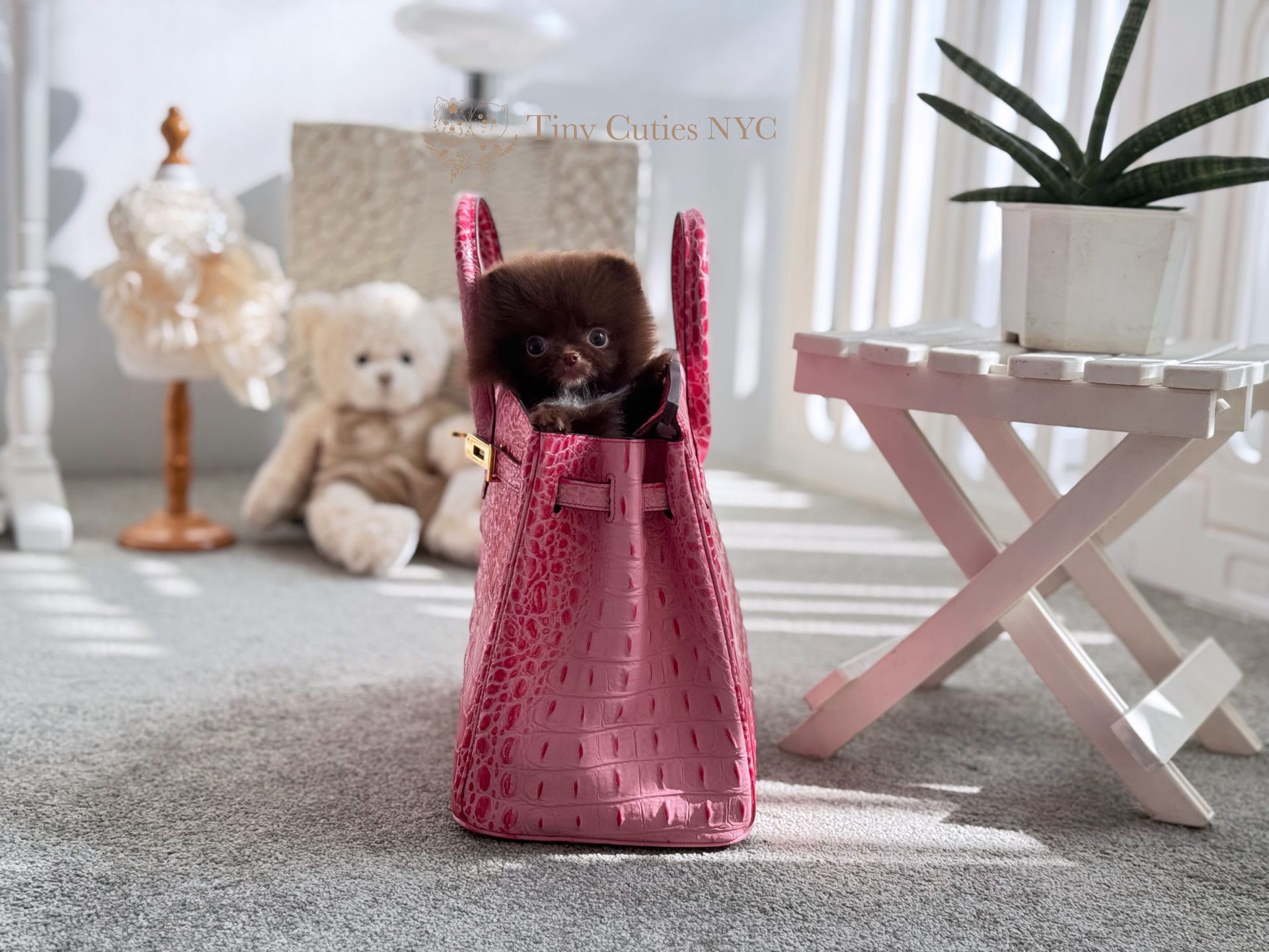 Willa is a chocolate teacup Pomeranian girl puppy for sale by Tiny Cuties NYC with worldwide delivery.