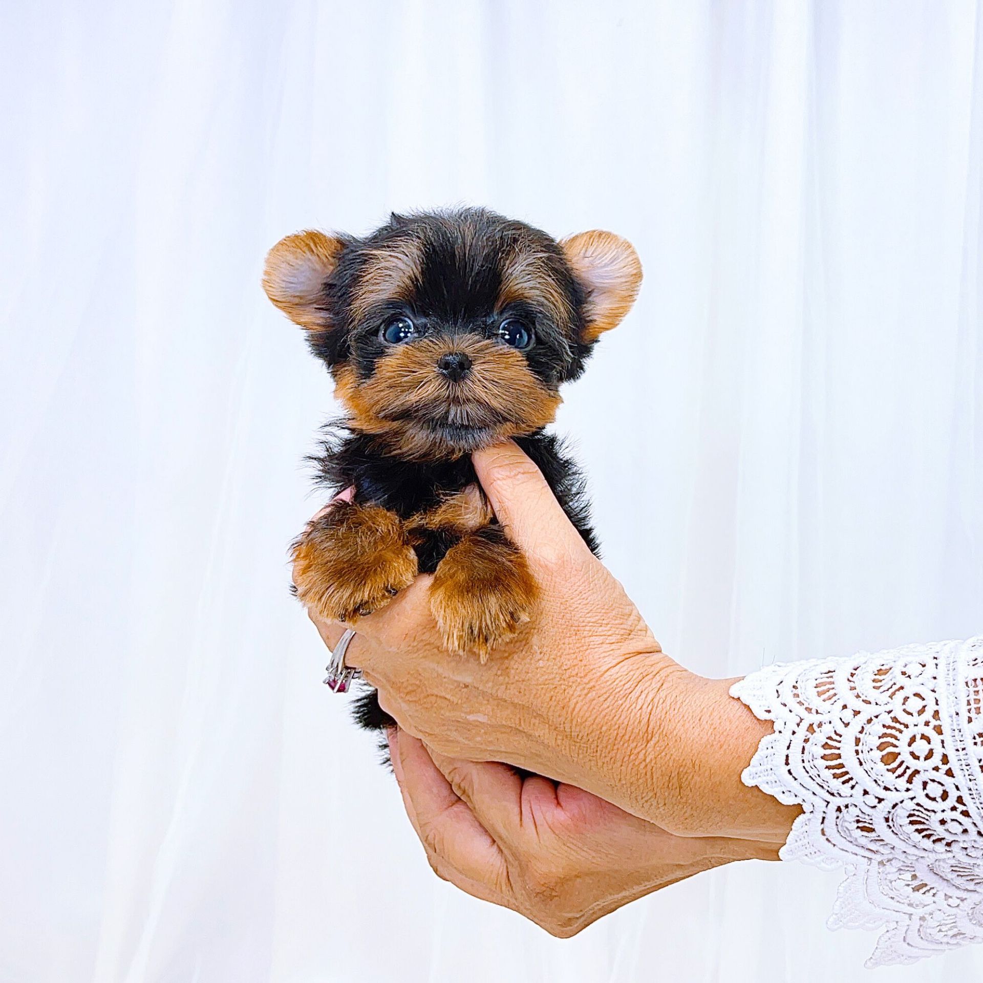 Cutest cream and white teacup and micro teacup Maltipoo puppies for sale.The tiniest dogs in the world! A living stuff toy. Teacup puppies and teacup dogs for sale by Tiny Cuties NYC