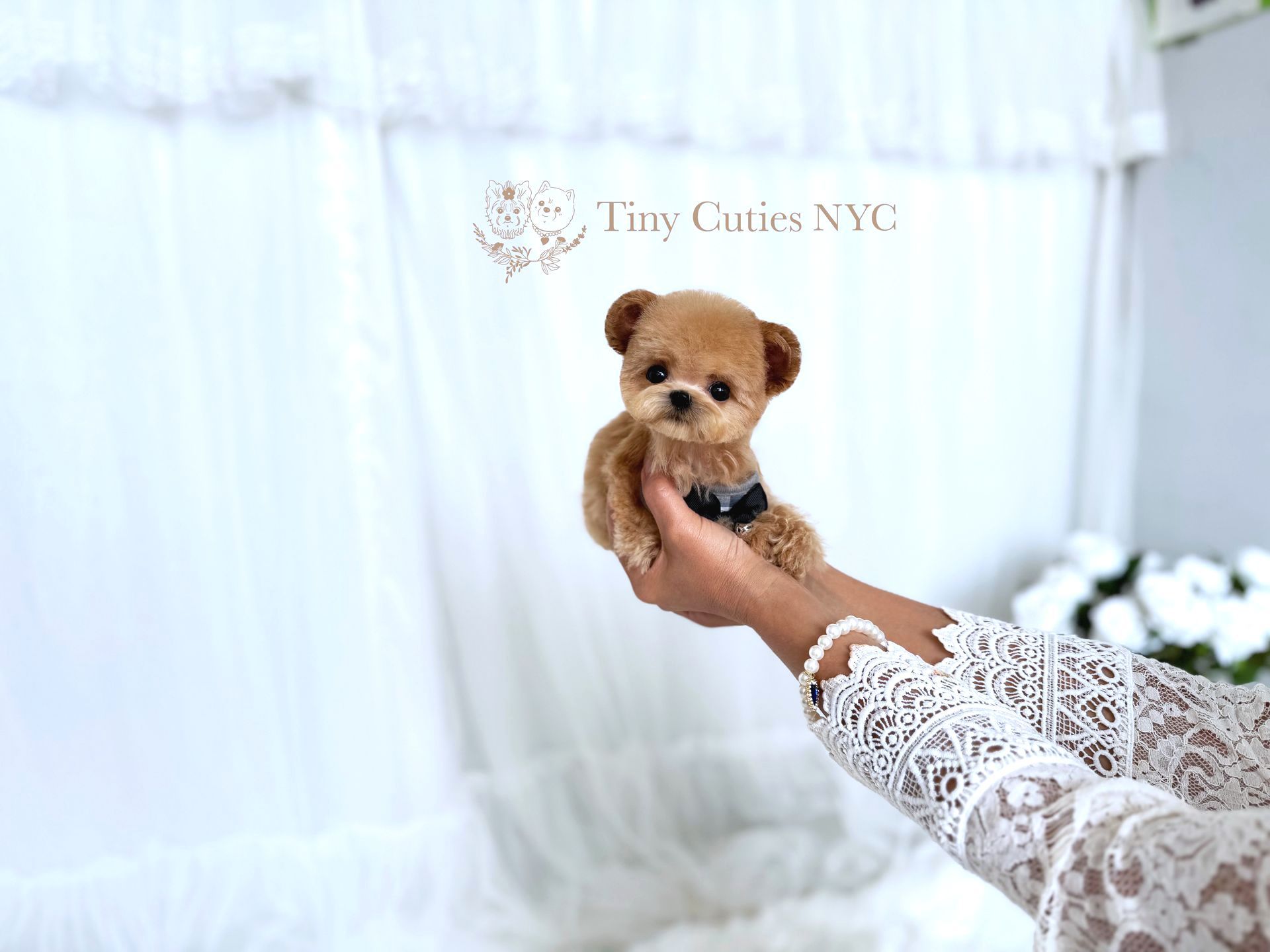 Zeus is a gorgeous male Teacup Maltipoo with rare mickey mouse ears, big eyes, baby doll face, super soft coat and compact short body. Estimated to be 3-4 lbs. fully grown. He’s delightfully playful, smart, affectionate and cuddly, he has the best temperament ever. Zeus is a premium puppy from Tiny Cuties NYC.