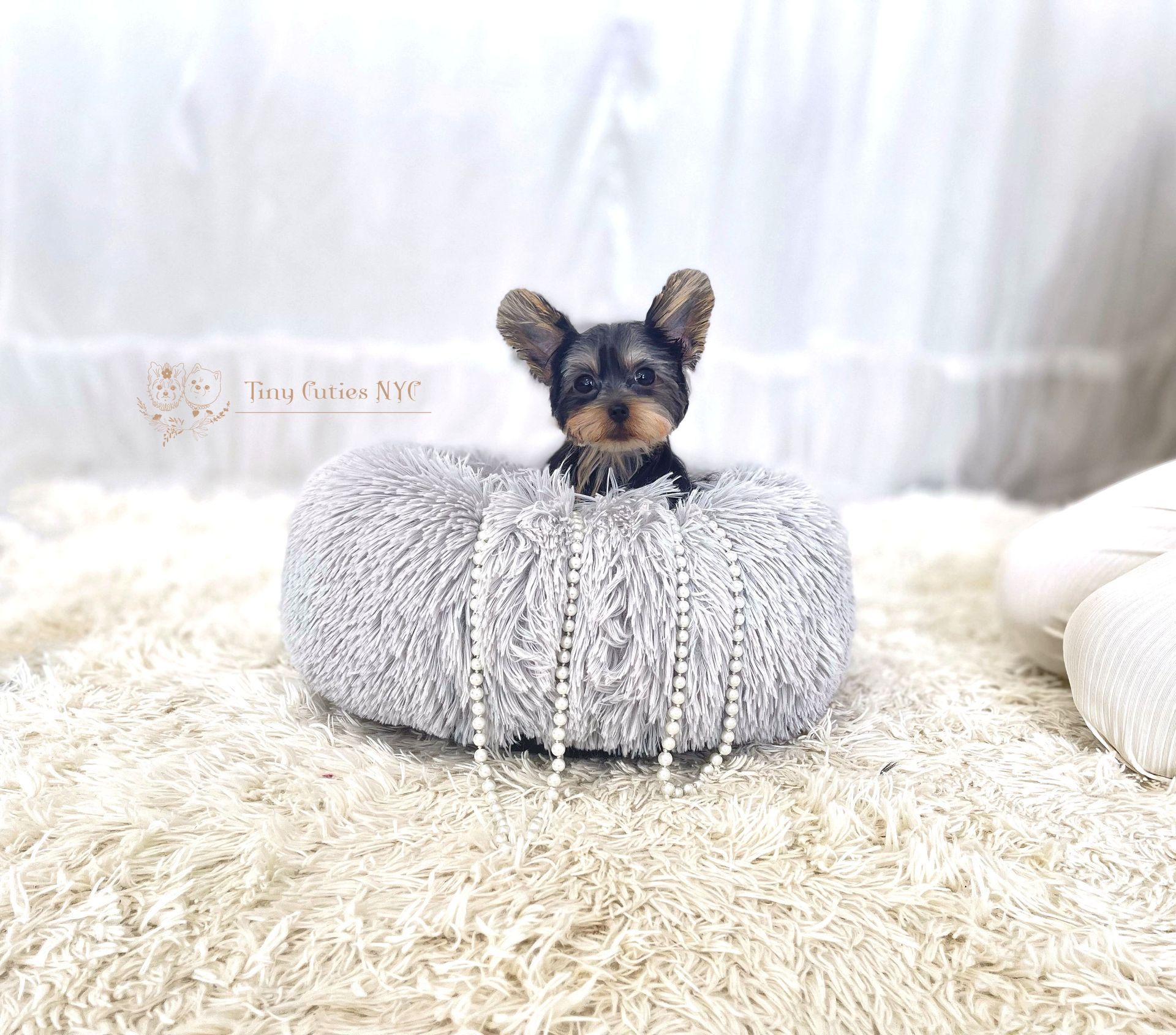 Teacup/Micro Teacup Yorkies | Astoria, NY | Tiny Cuties NYC