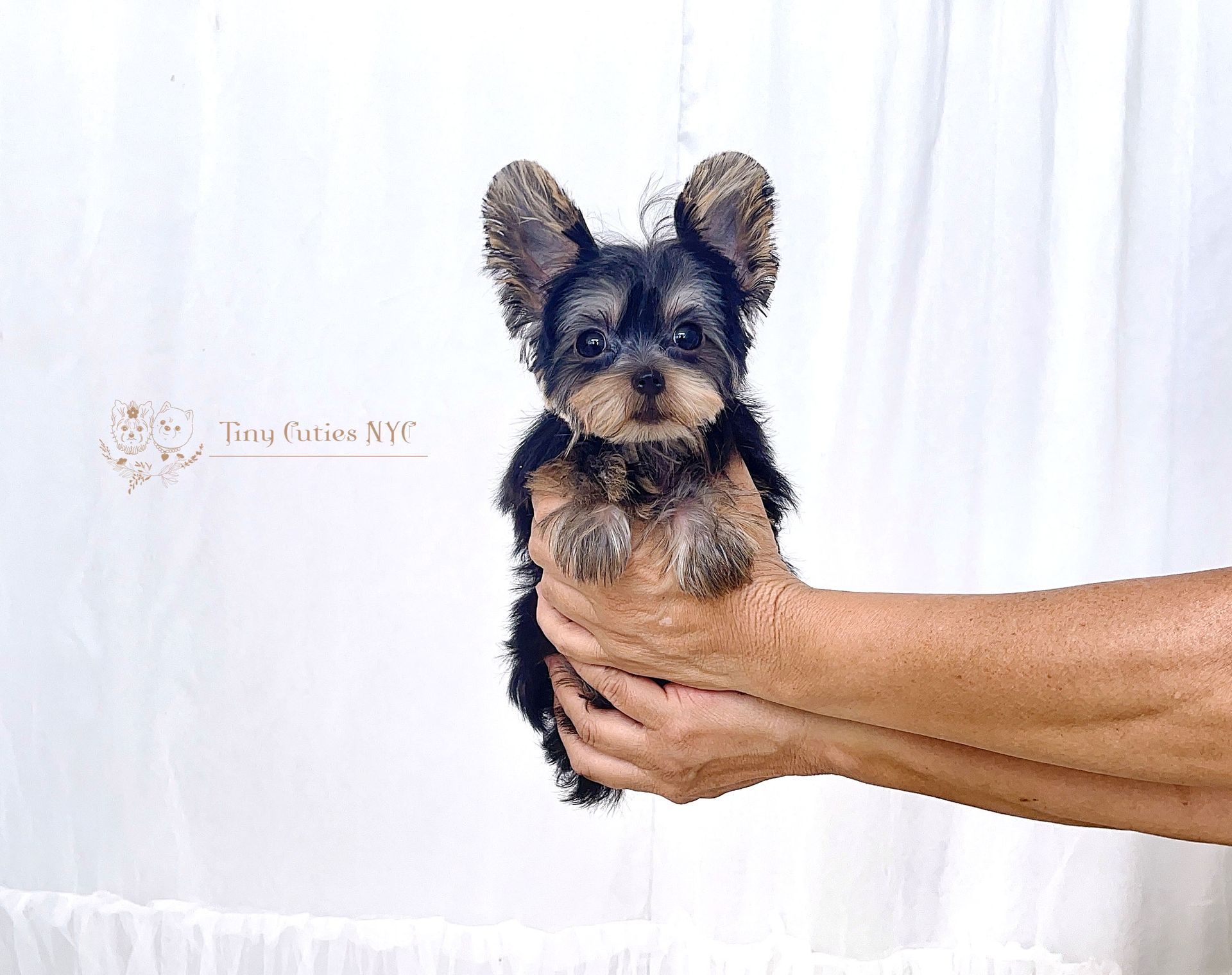 Yorkies For Sale Brooklyn Ny 84 - e86rwqa