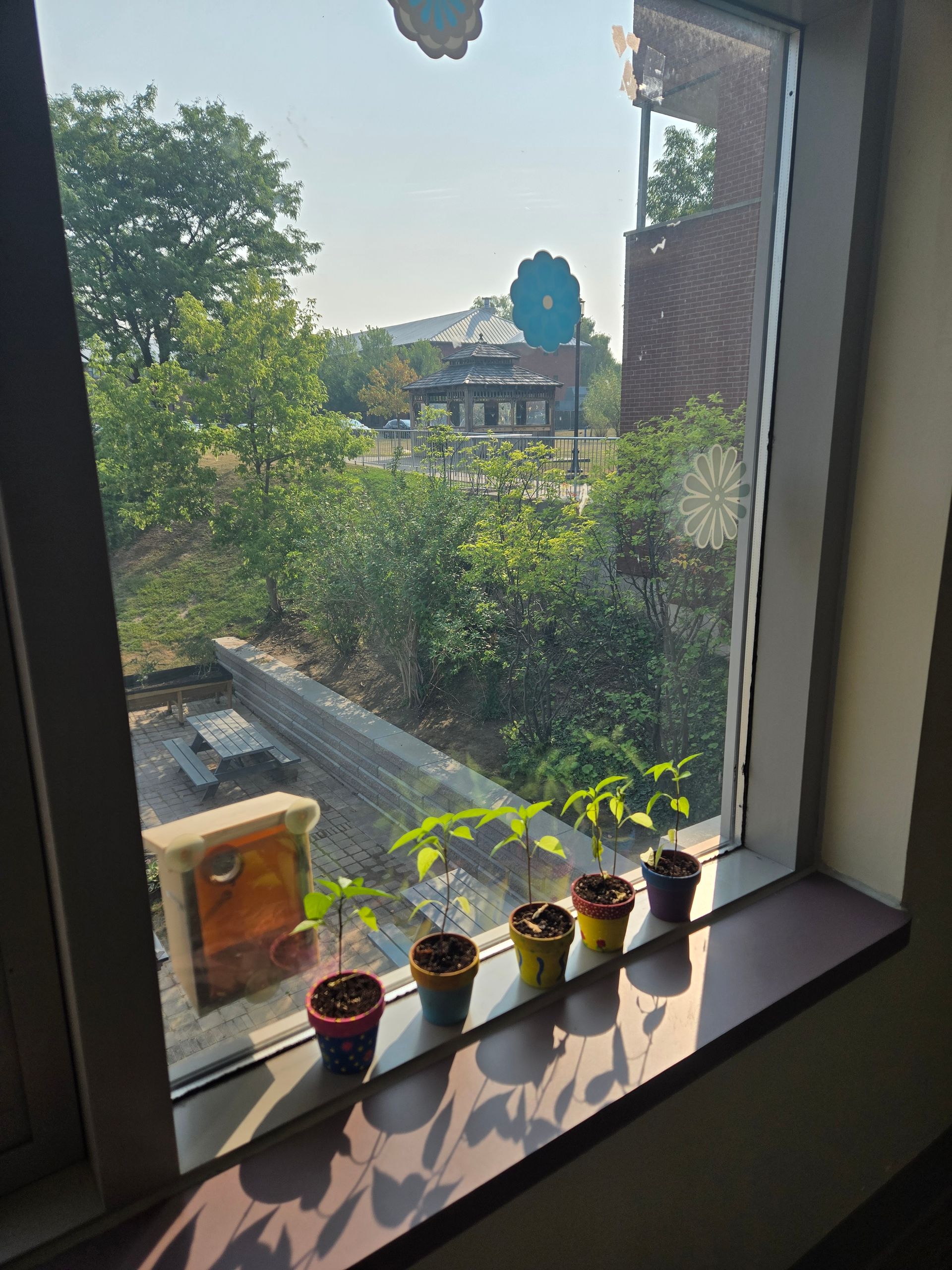 Small potted plants on a windowsill with a sunny outdoor view.