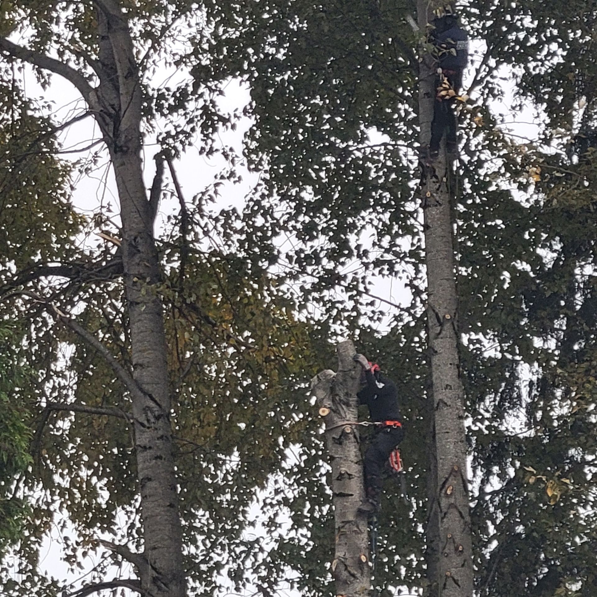 Two arborists climb tall trees to perform maintenance, surrounded by dense green foliage.