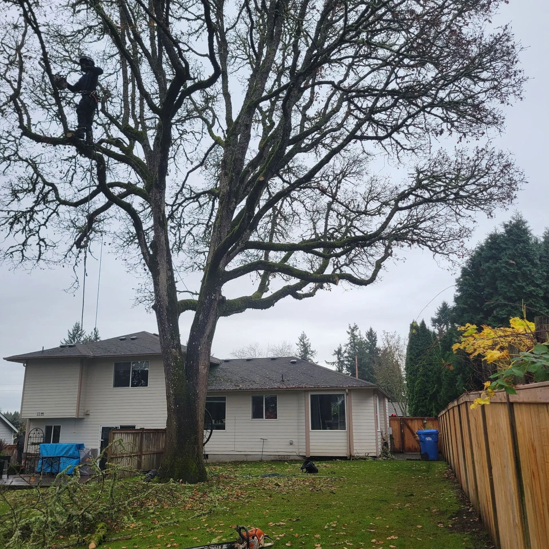 Backyard with a large leafless tree in front of a white house and wooden fence under a gray sky