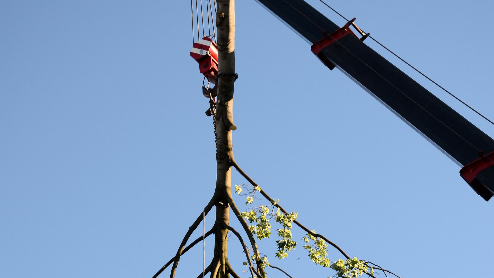 tree-service-middletown-connecticut