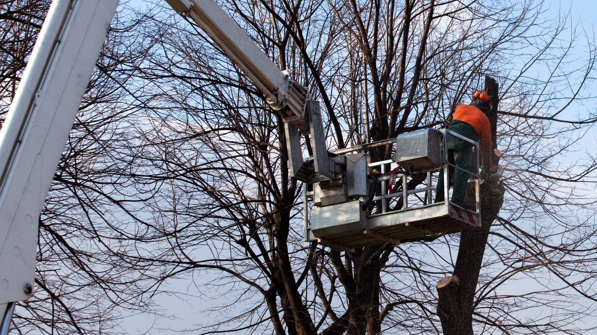 tree-service-middletown-connecticut