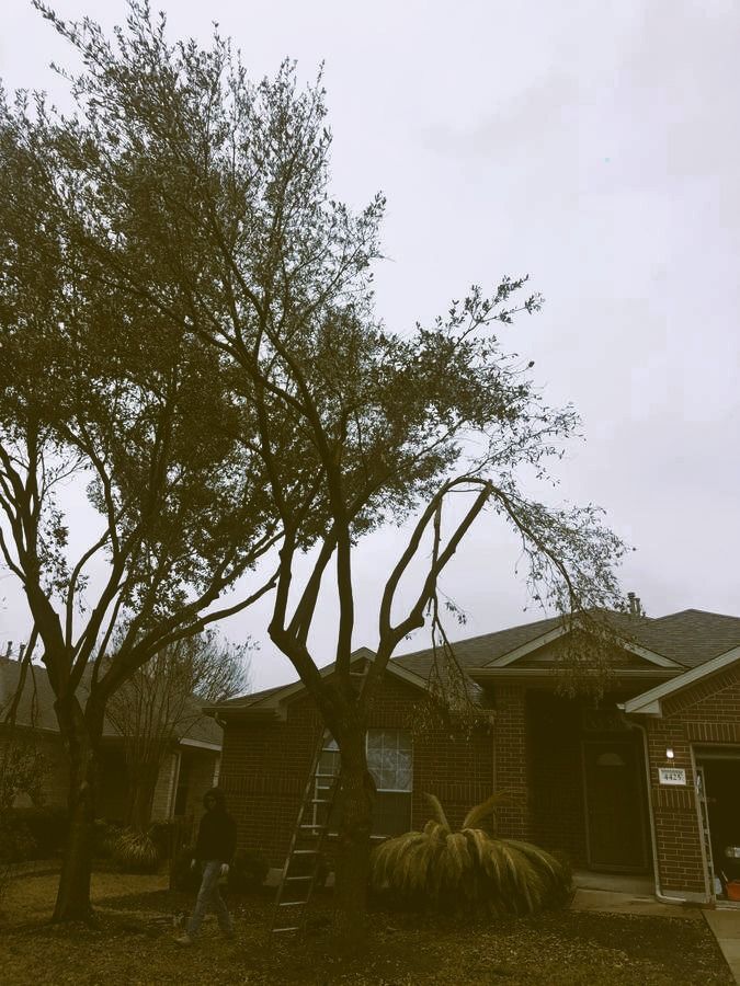 tree-service-middletown-connecticut