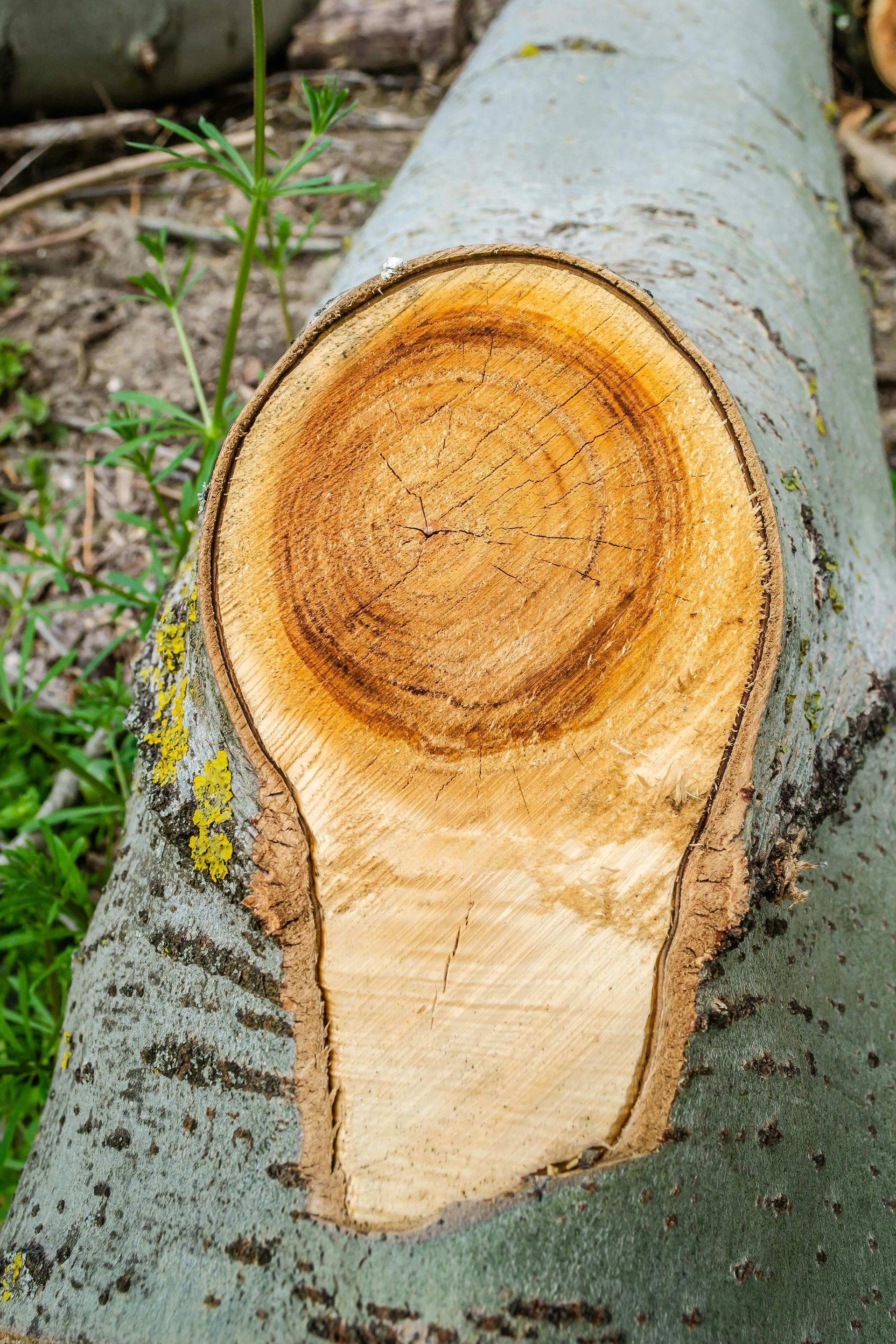 tree-service-middletown-connecticut