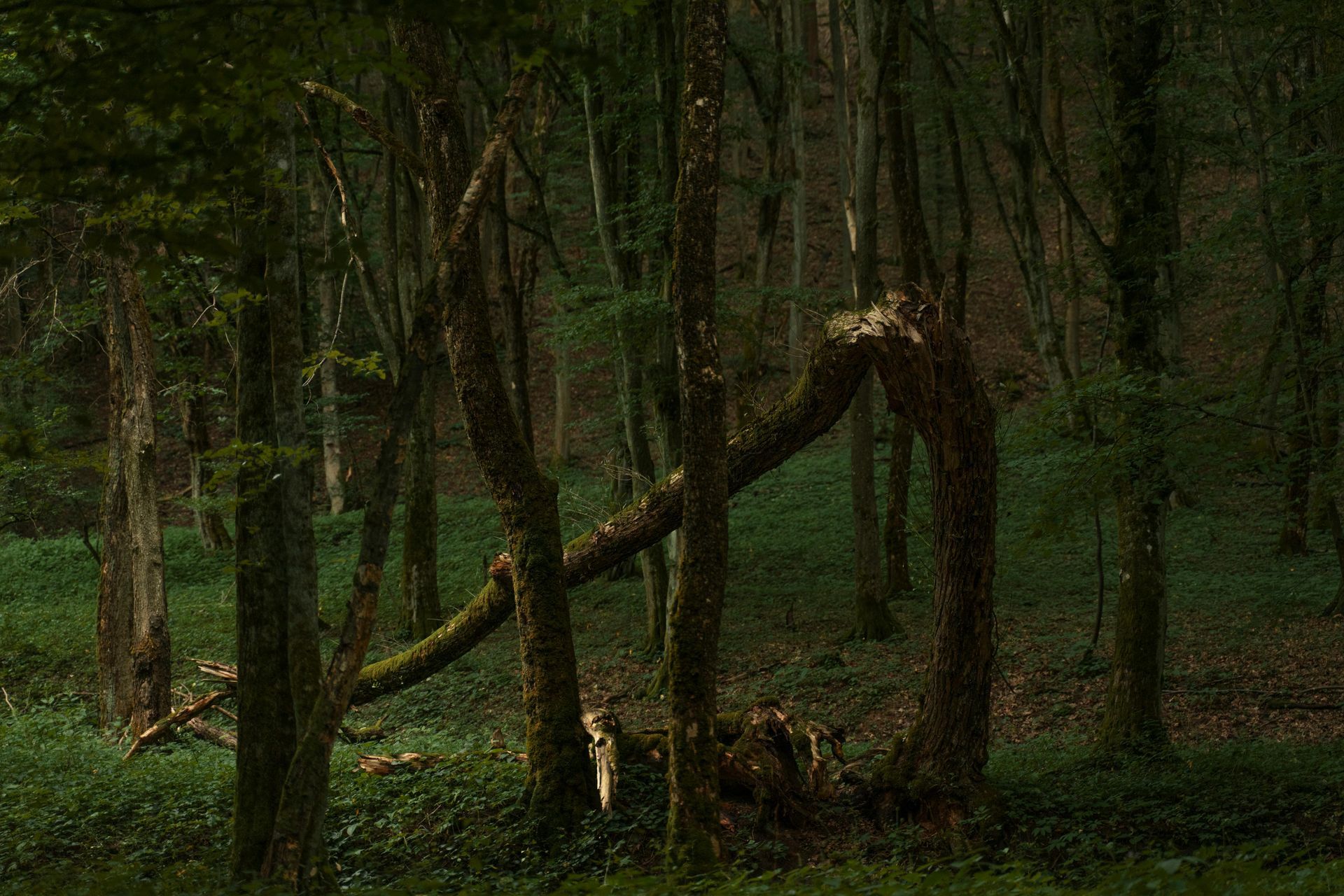 tree-service-middletown-connecticut