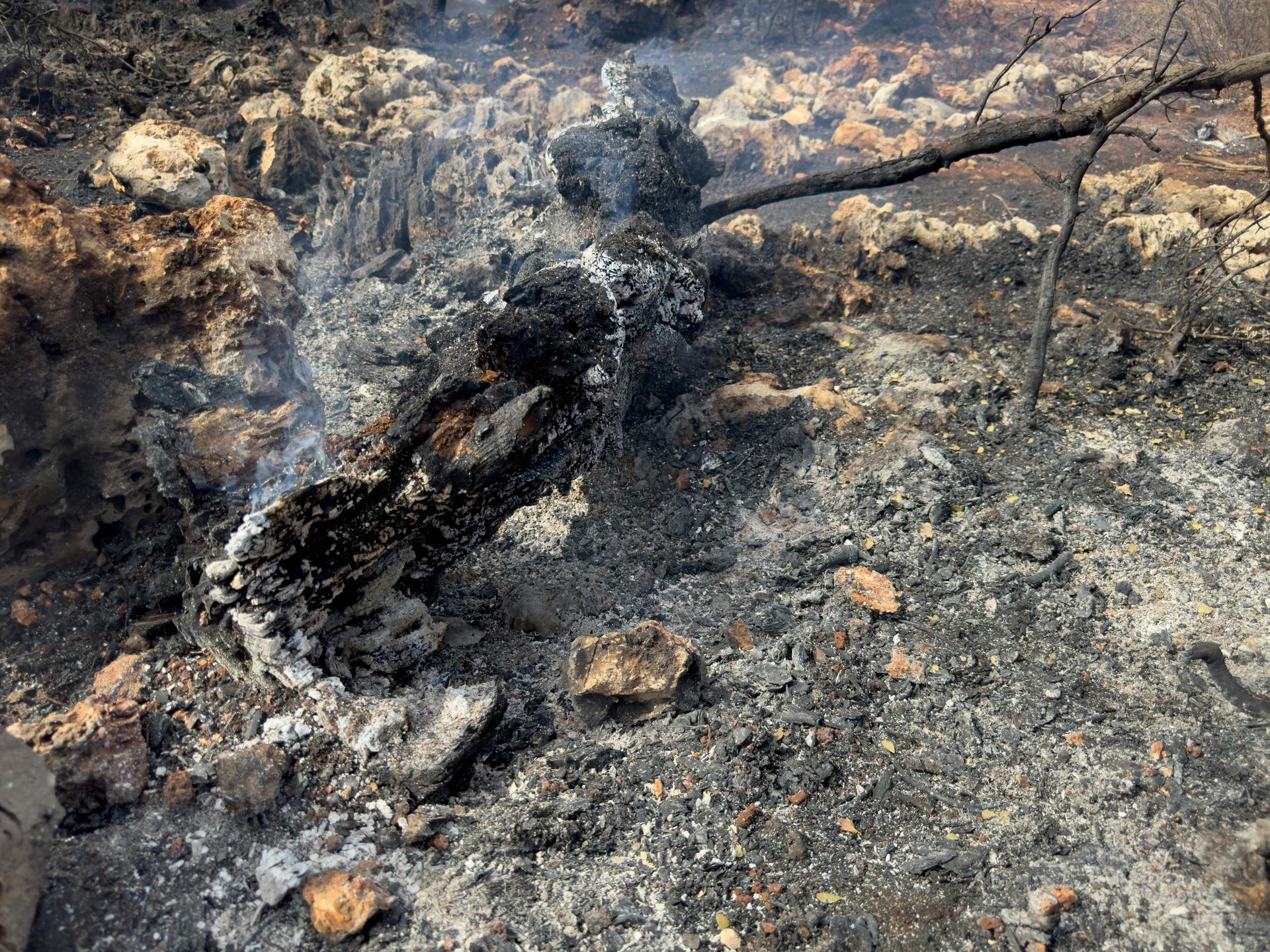 tree-service-middletown-connecticut