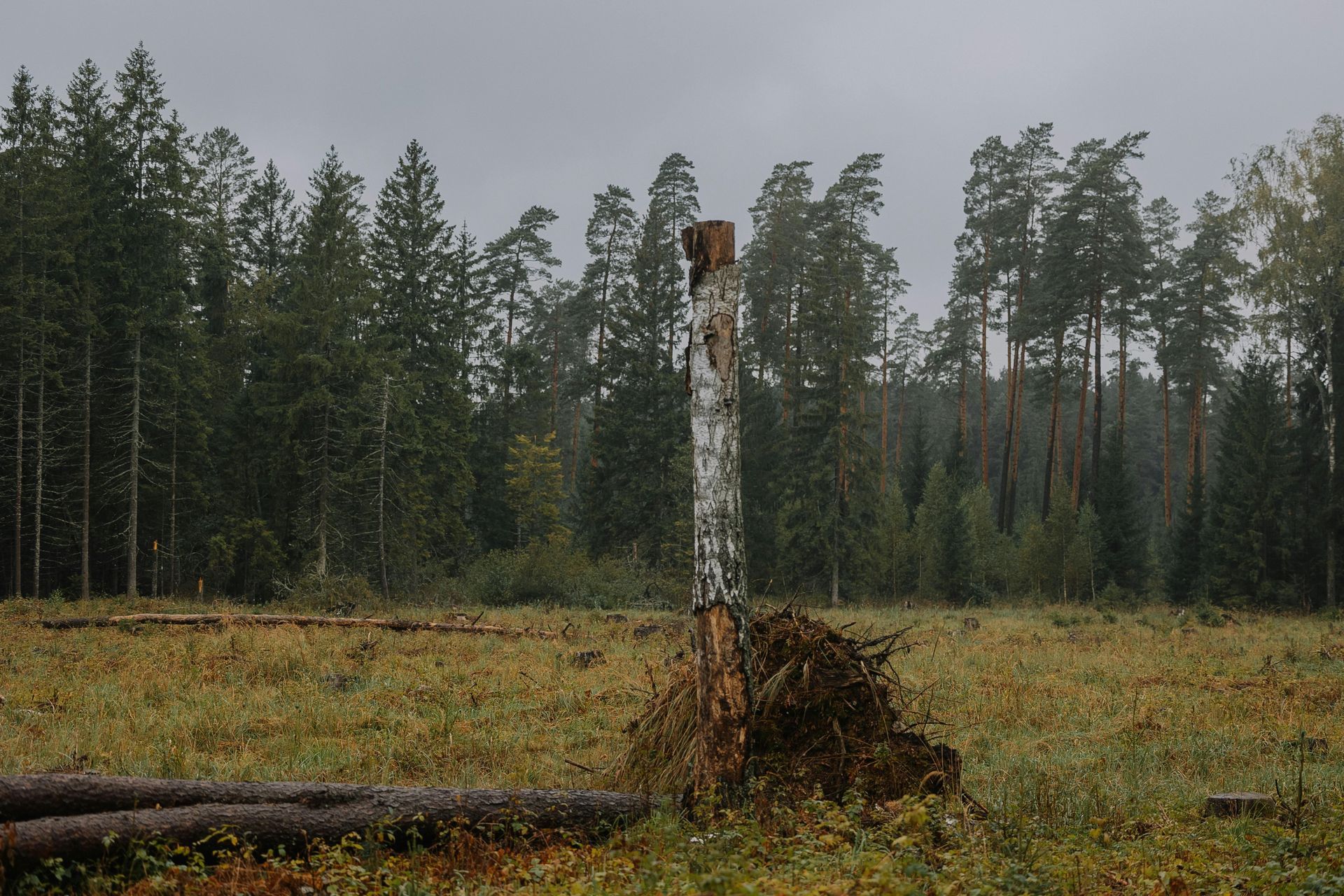 tree-service-middletown-connecticut
