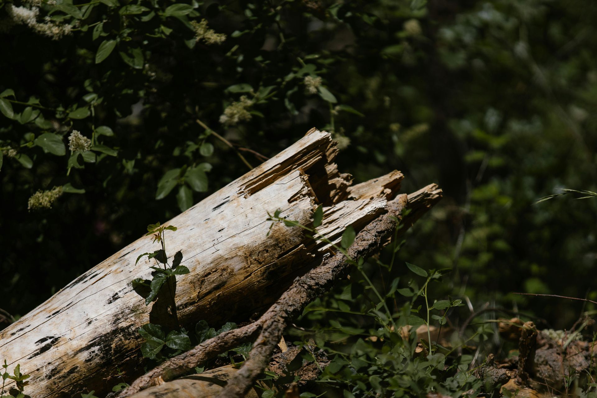 tree-service-middletown-connecticut