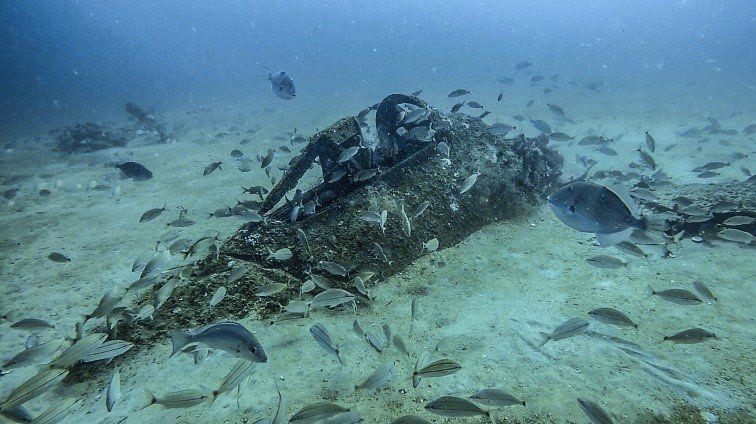 A group of fish are swimming around a large rock in the ocean - Baton Rouge, LA - Coastal Environments, Inc.