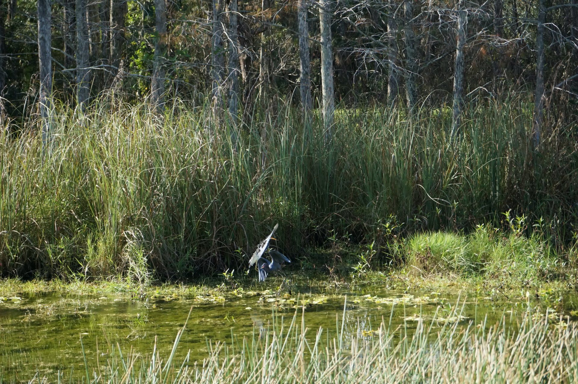 A bird is flying over a pond in the middle of a forest - Baton Rouge, LA - Coastal Environments, Inc.