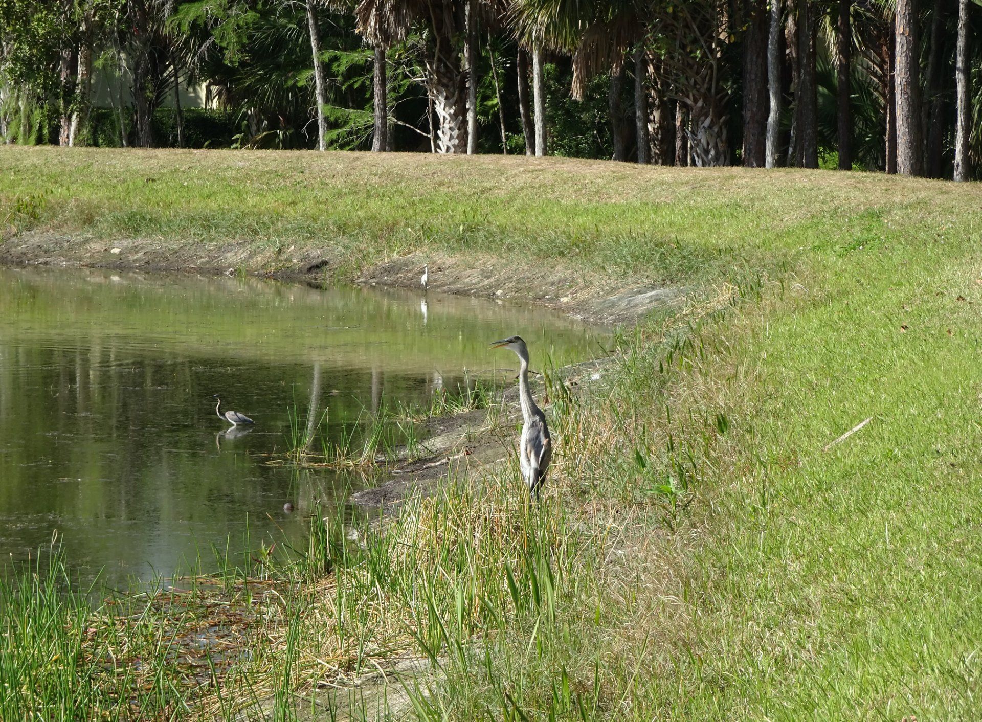 A bird is standing in the grass near a pond - Baton Rouge, LA - Coastal Environments, Inc.