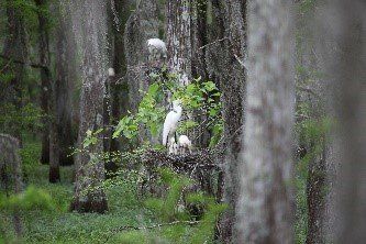 A couple of birds sitting on top of a tree in a swamp - Baton Rouge, LA - Coastal Environments, Inc.