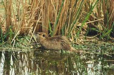 A small animal is standing in the water near tall grass.