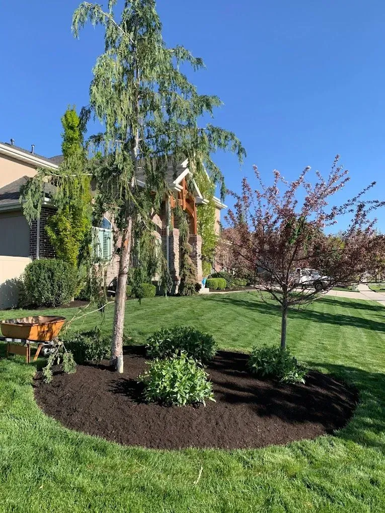 A lush green lawn with trees and mulch in front of a house.