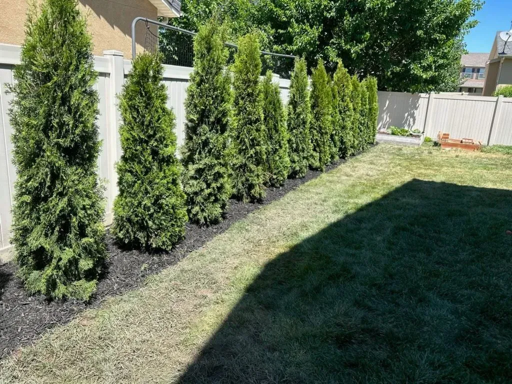 A row of trees in a backyard next to a white fence.