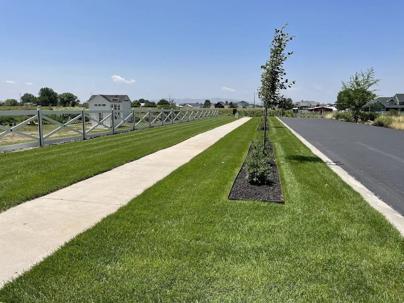 There is a tree in the middle of the grass next to a sidewalk.