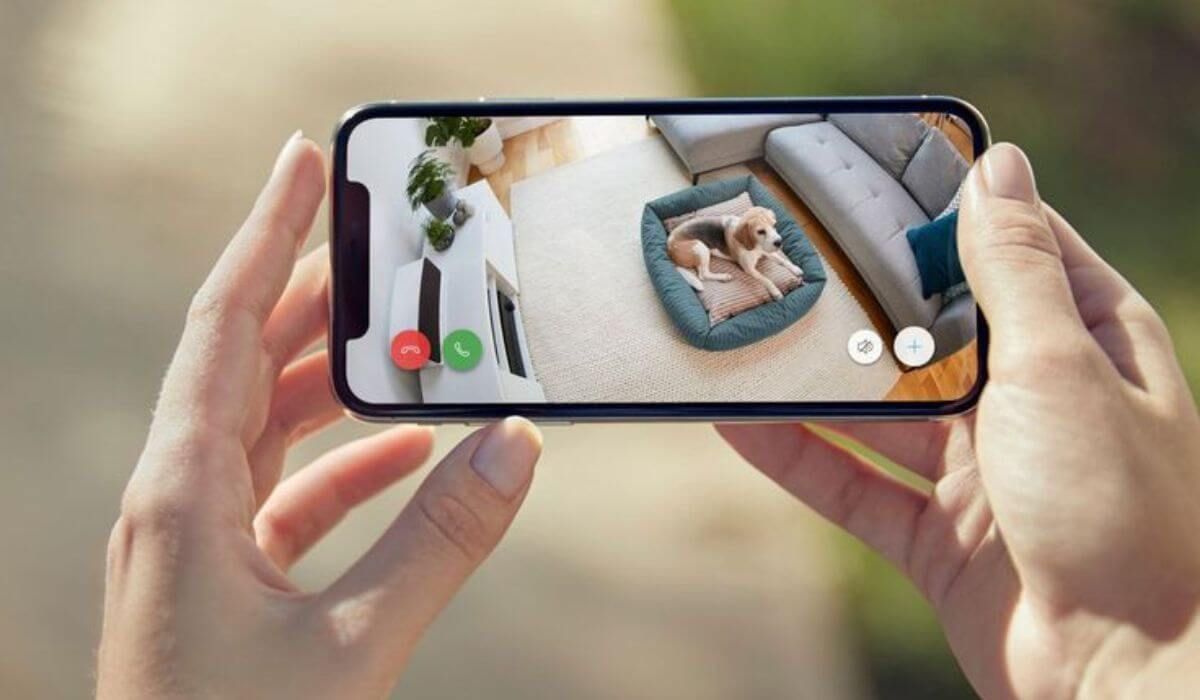 Happy pets inside a smart home